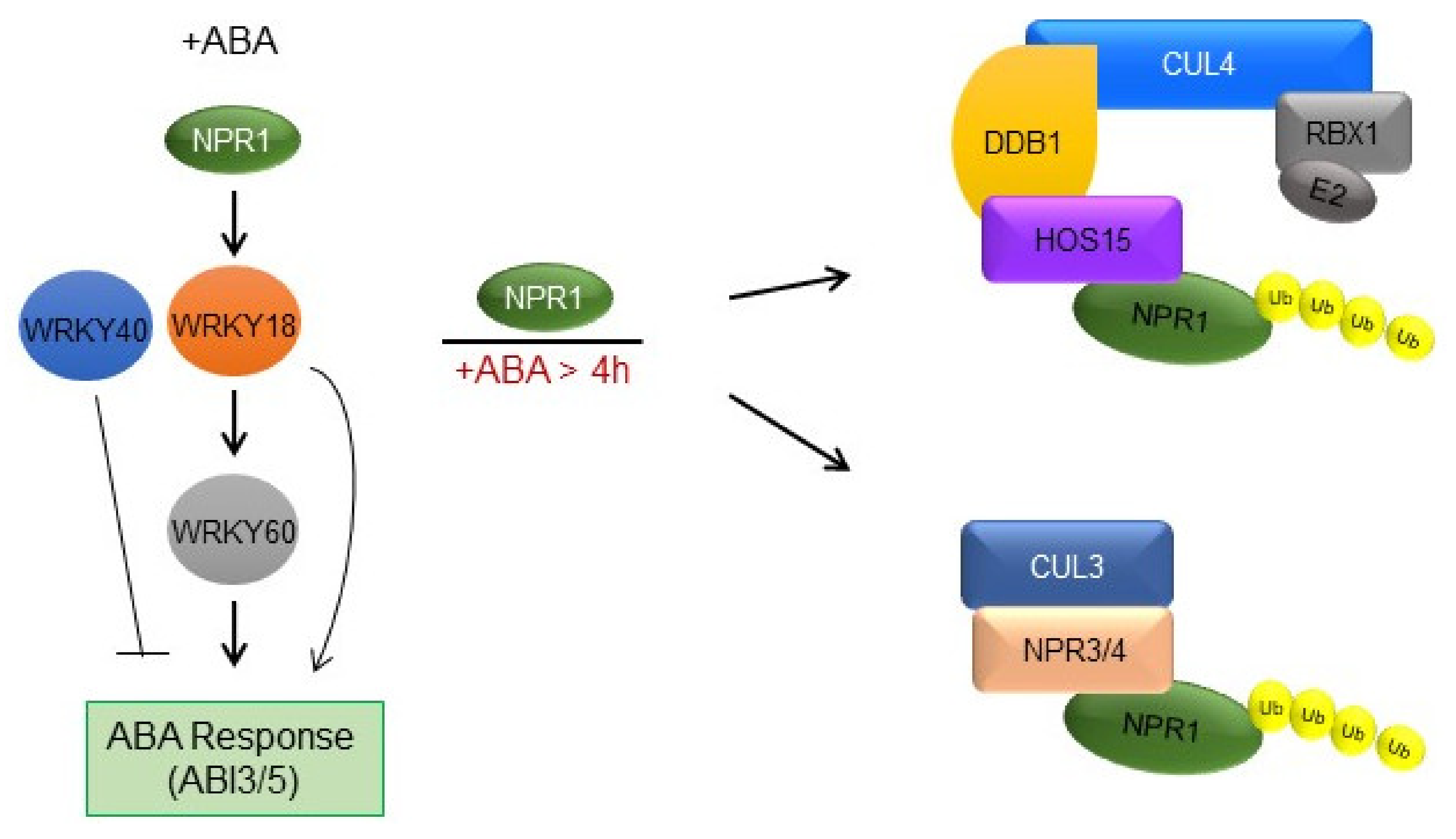 Plants 11 00815 g006 550