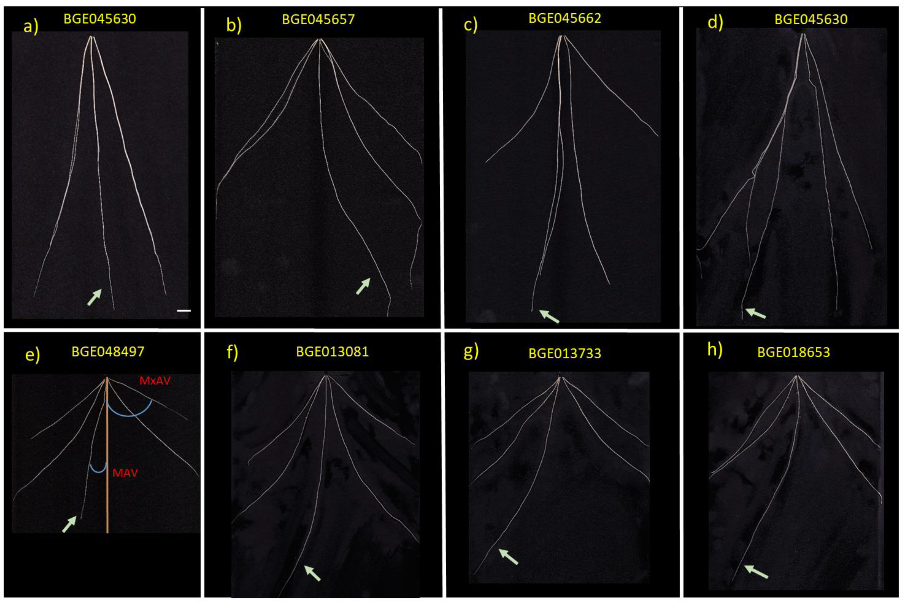 Plants 11 00821 g002 Plants 11 00821 g002