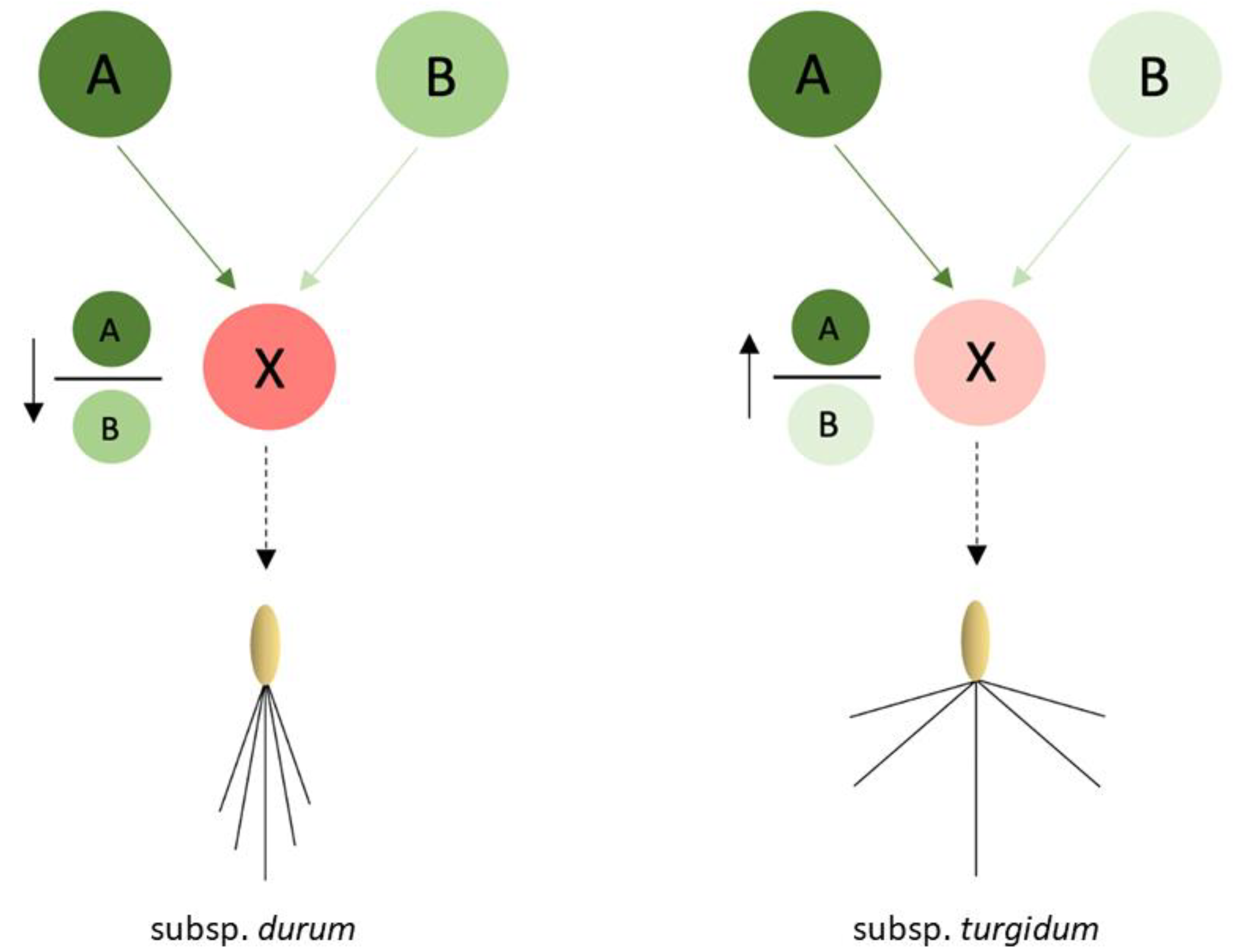 Plants 11 00821 g007 Plants 11 00821 g007