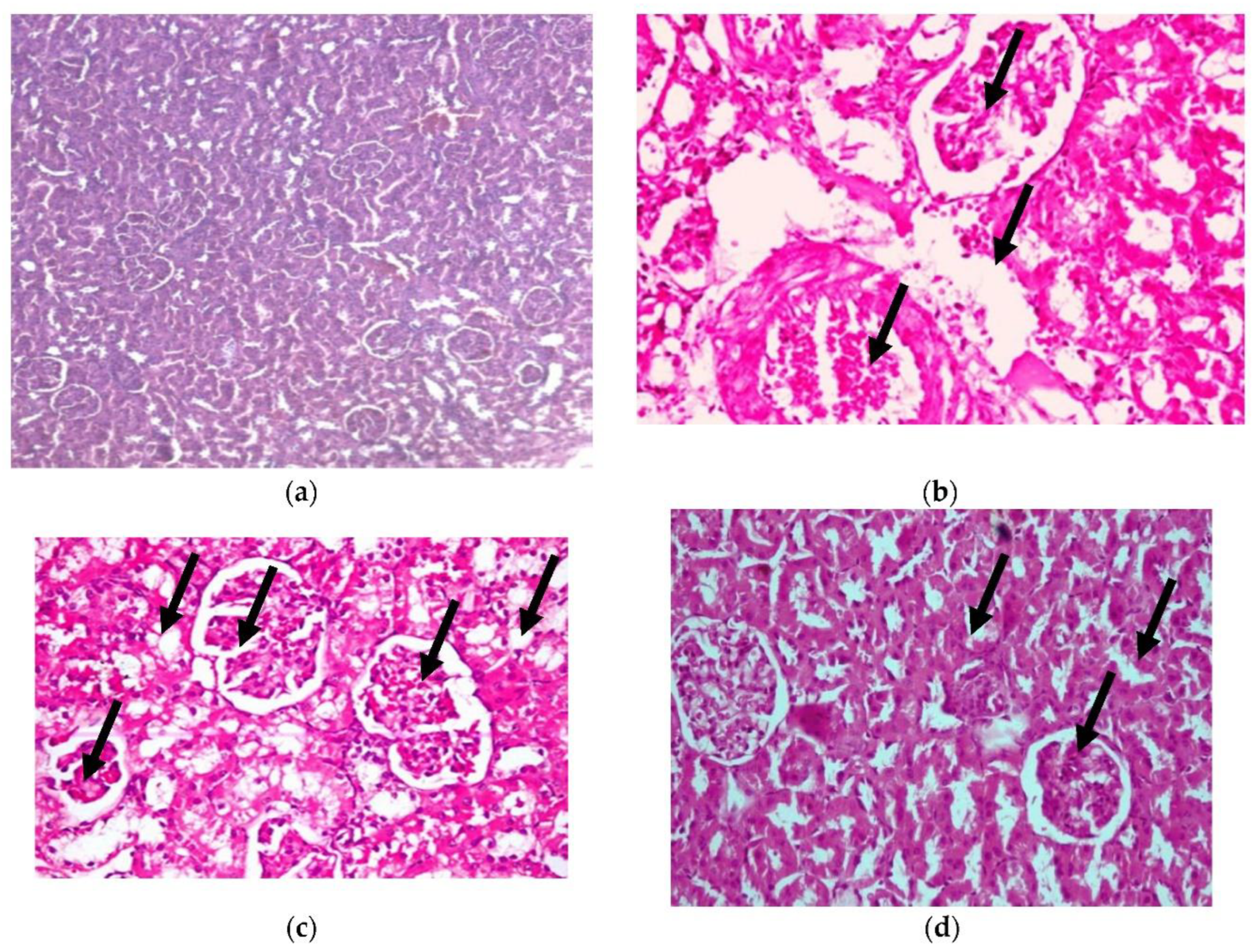 Plants 11 00830 g007 550