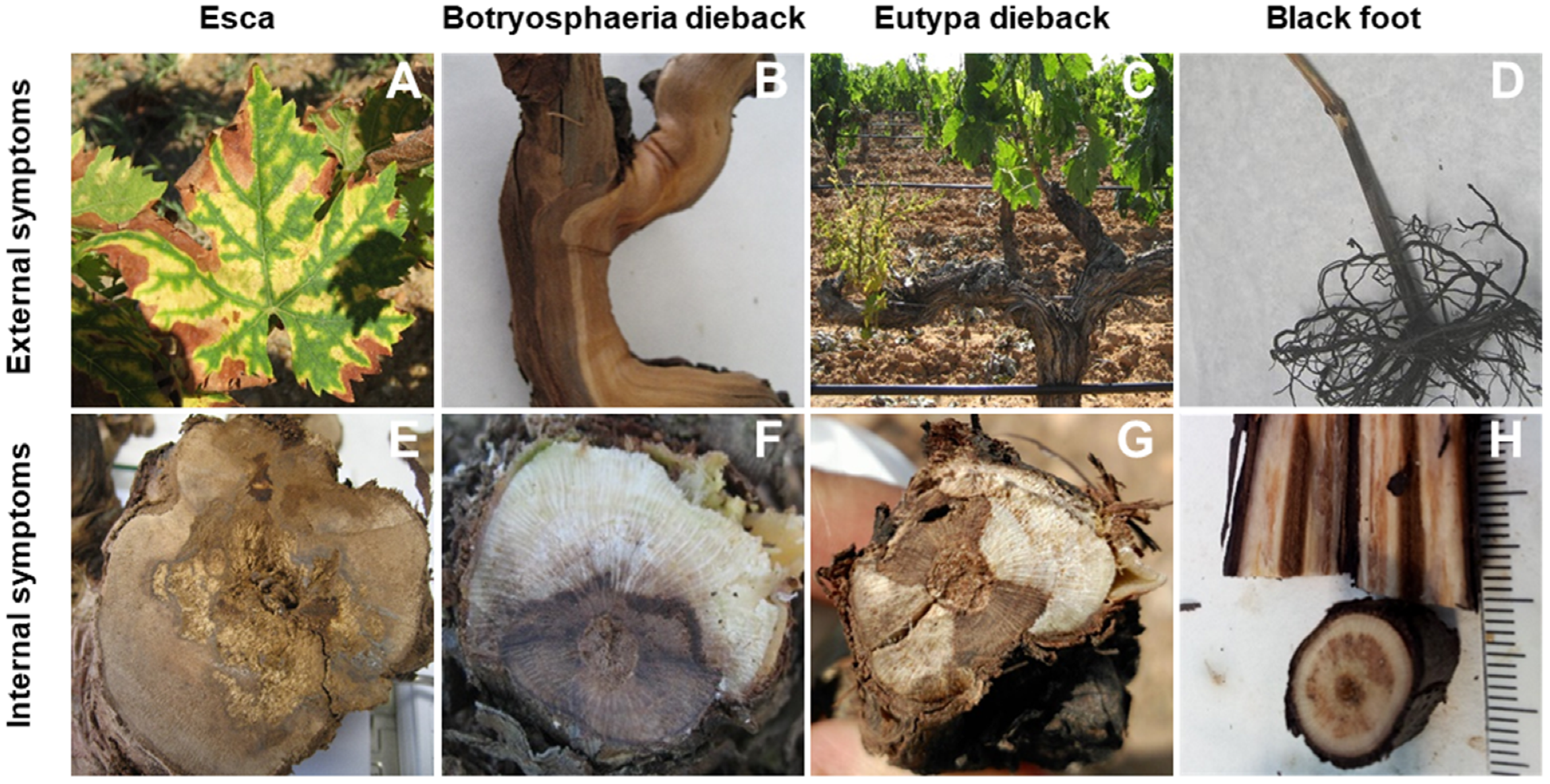 Plants 11 00840 g001