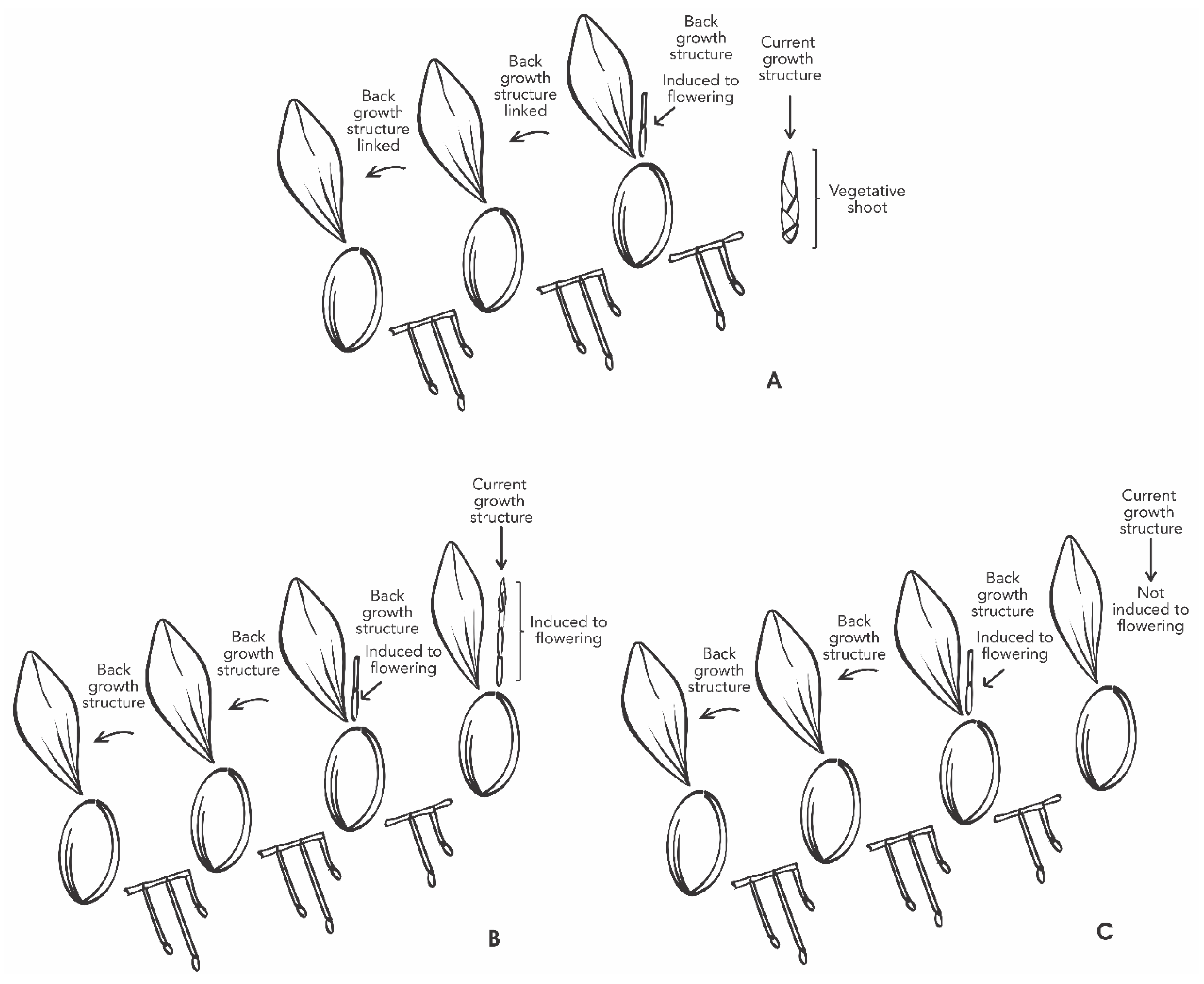 Plants 11 00845 g009 550