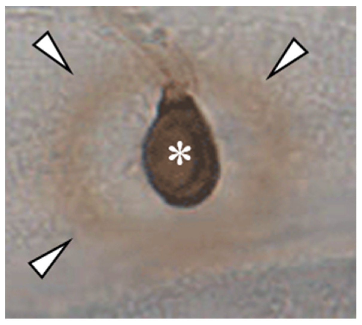 Plants 11 00849 g002 Plants 11 00849 g002