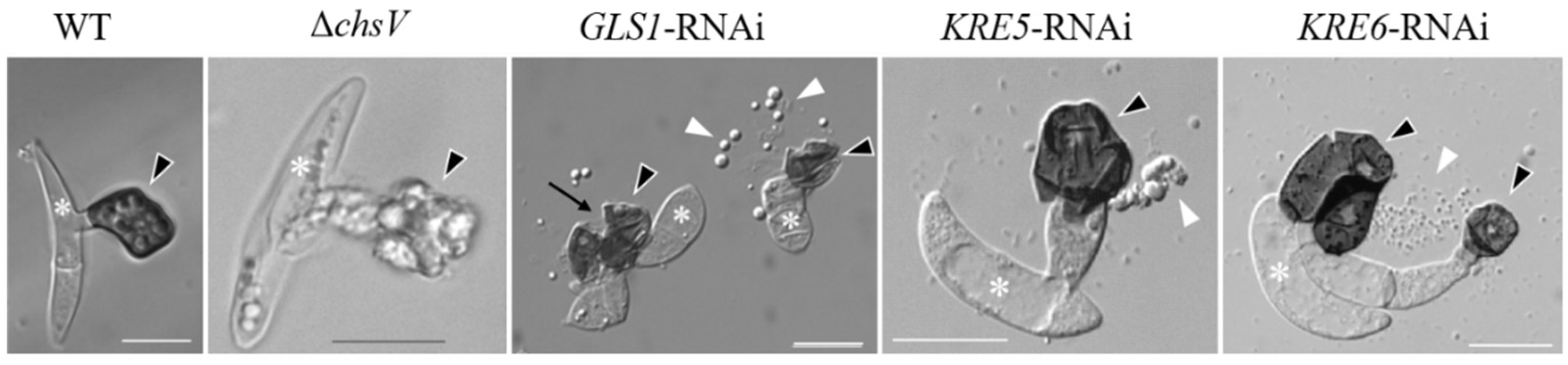 Plants 11 00849 g003 Plants 11 00849 g003