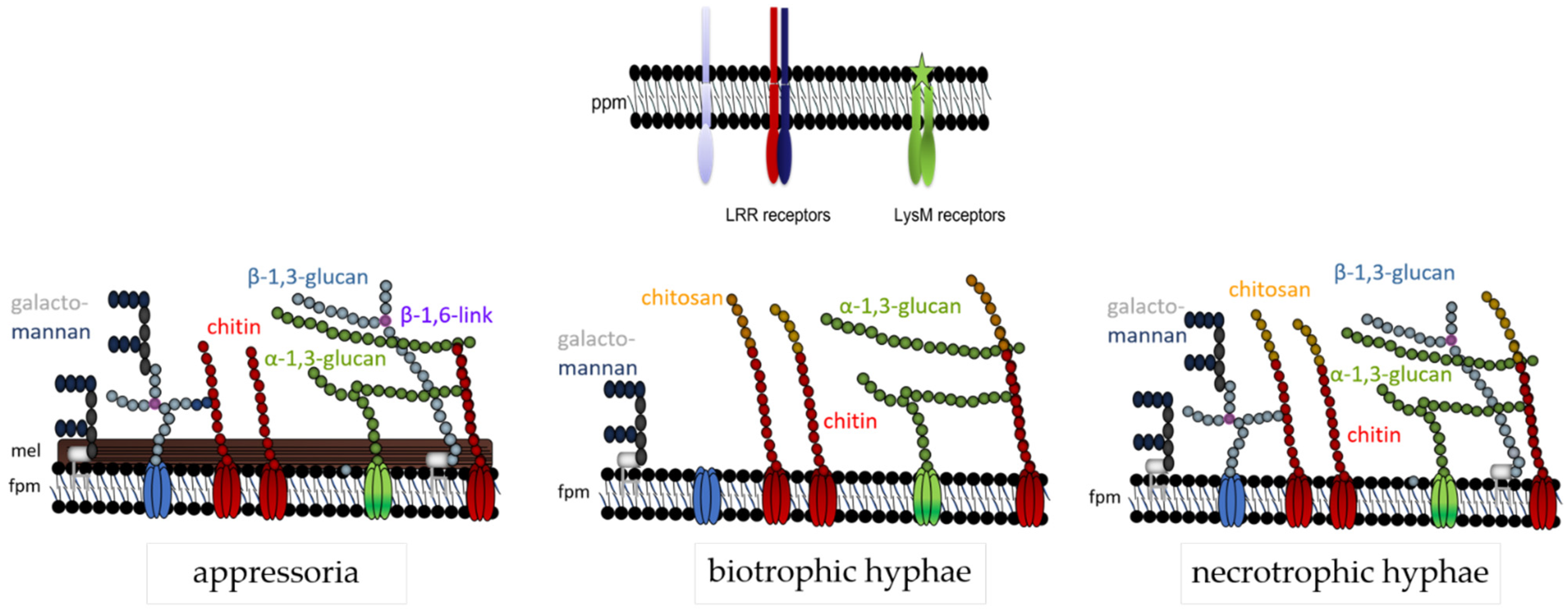 Plants 11 00849 g007 Plants 11 00849 g007
