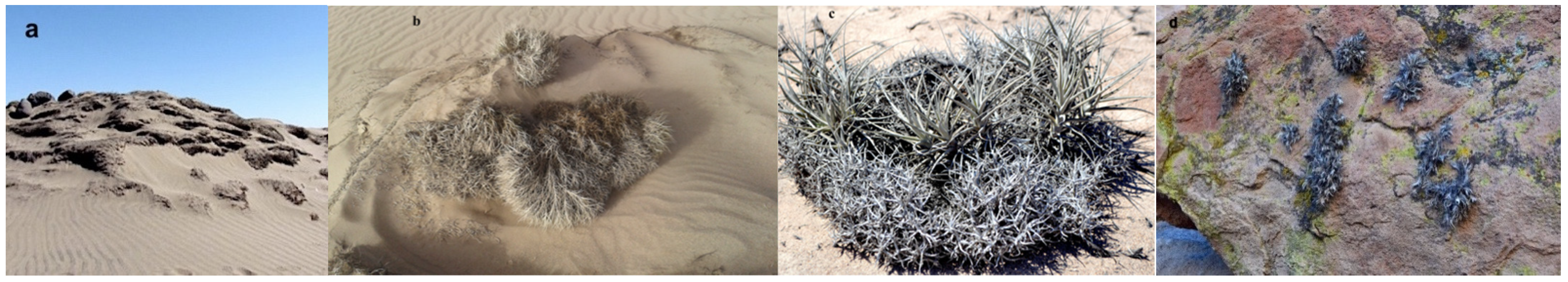 Plants 11 00870 g001 Plants 11 00870 g001