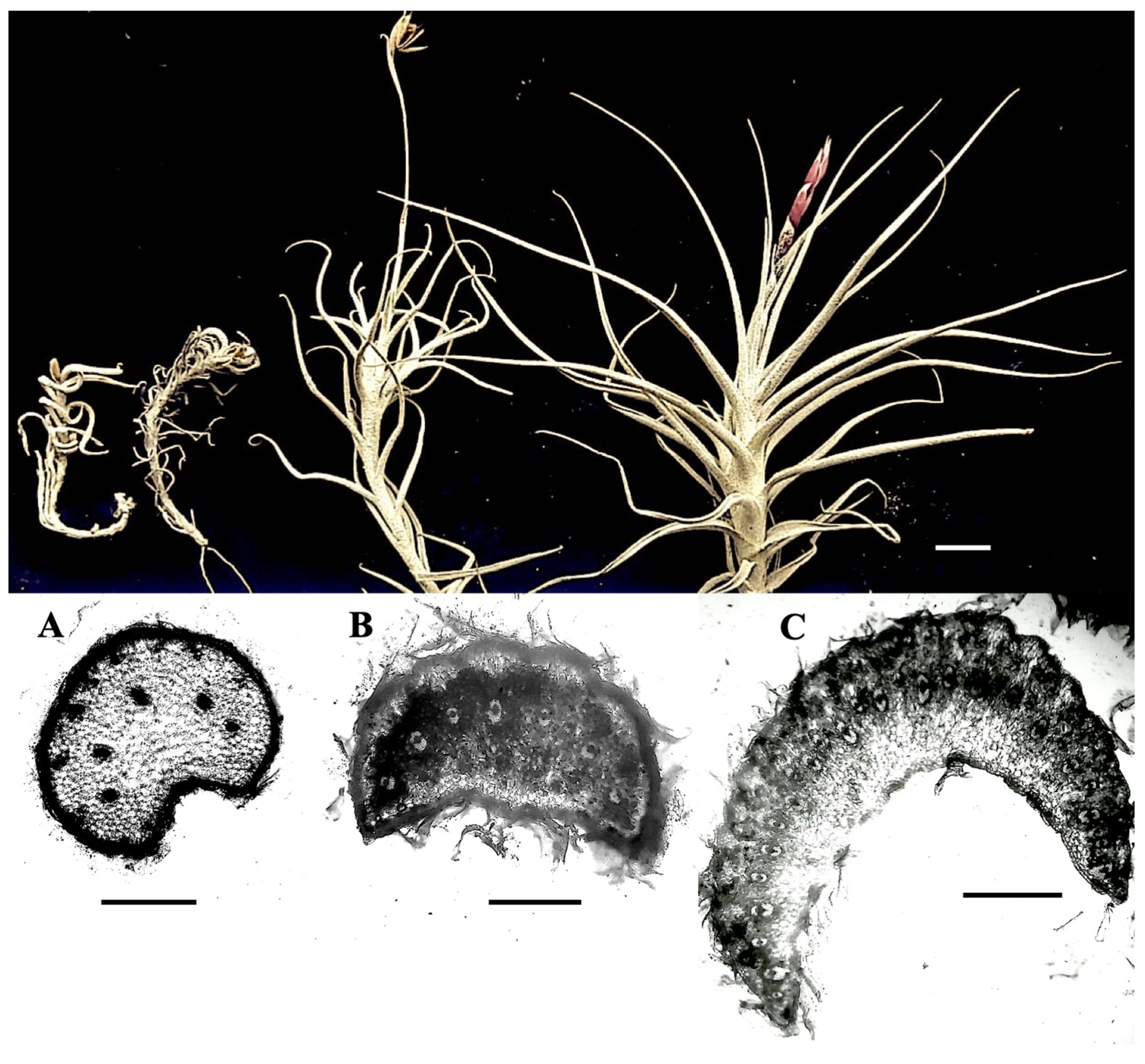 Plants 11 00870 g002 Plants 11 00870 g002