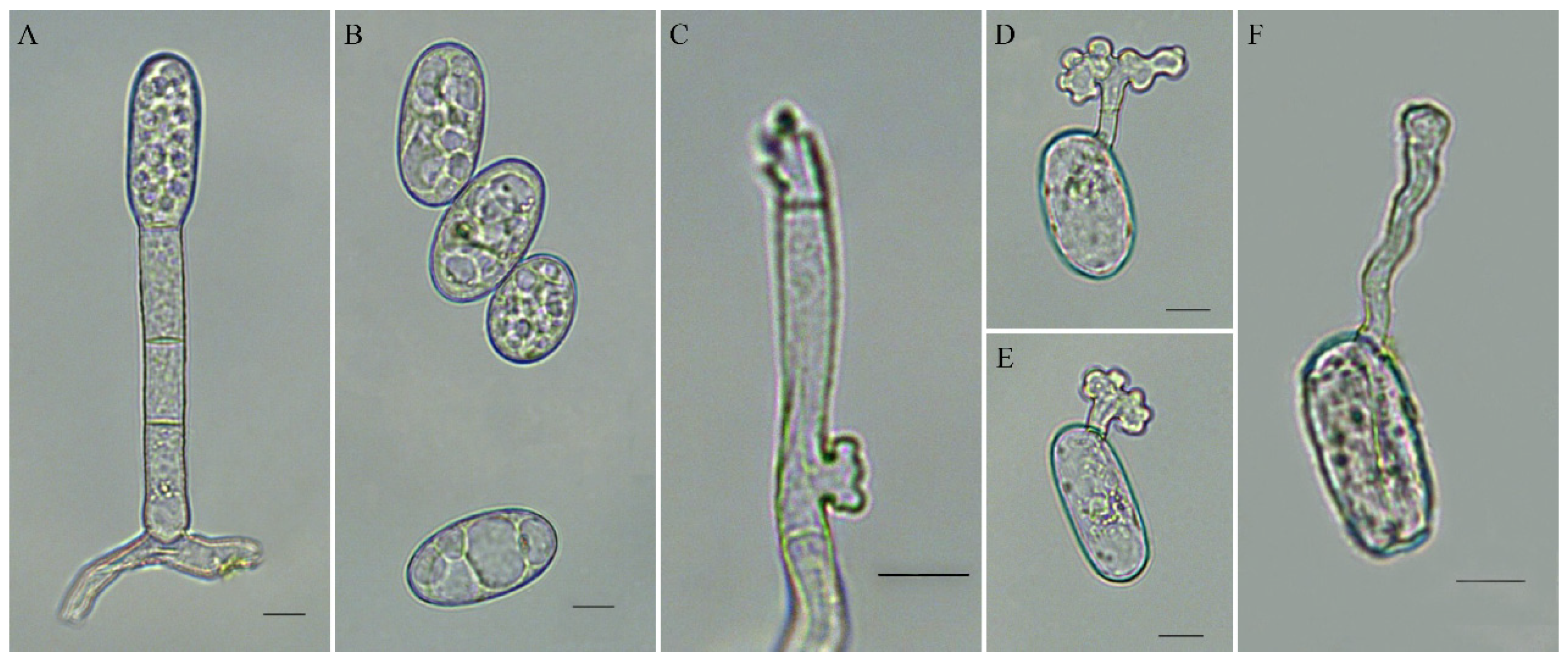 Plants 11 00874 g002