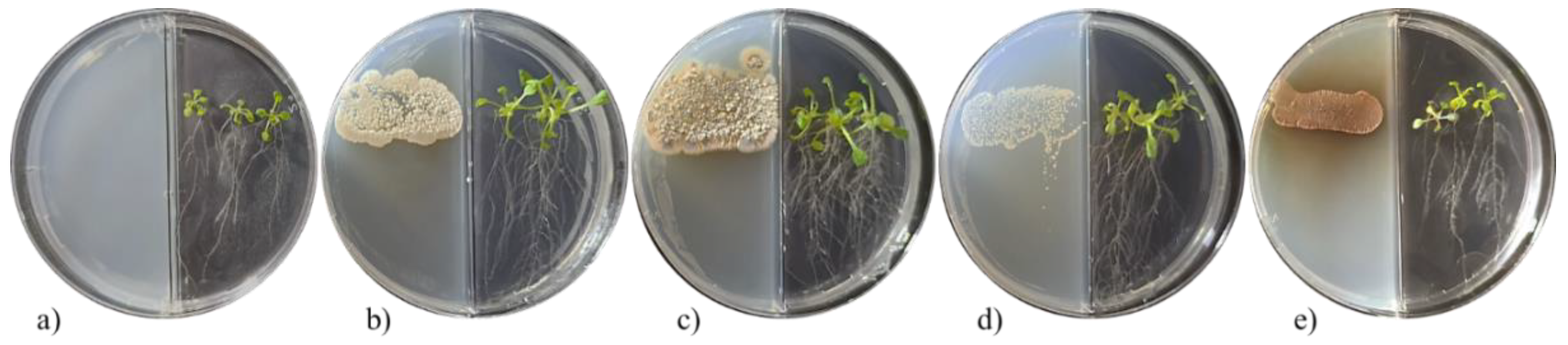 Plants 11 00875 g001 550