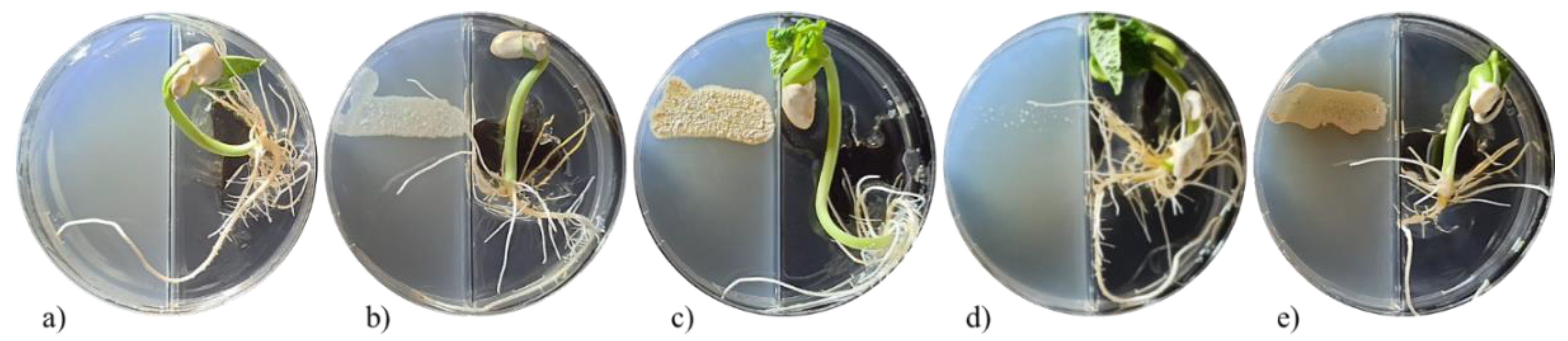 Plants 11 00875 g003 550