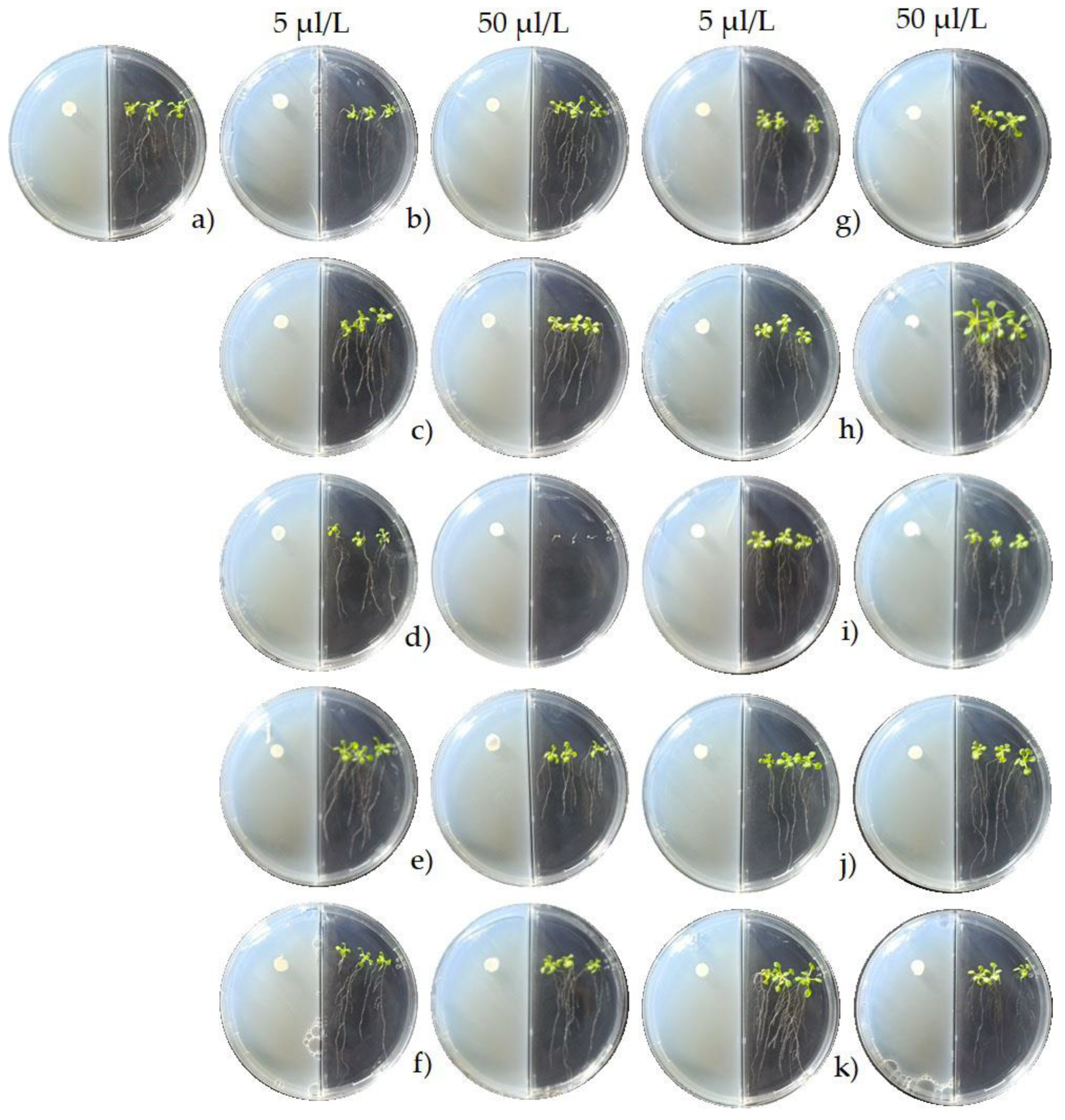 Plants 11 00875 g006 550