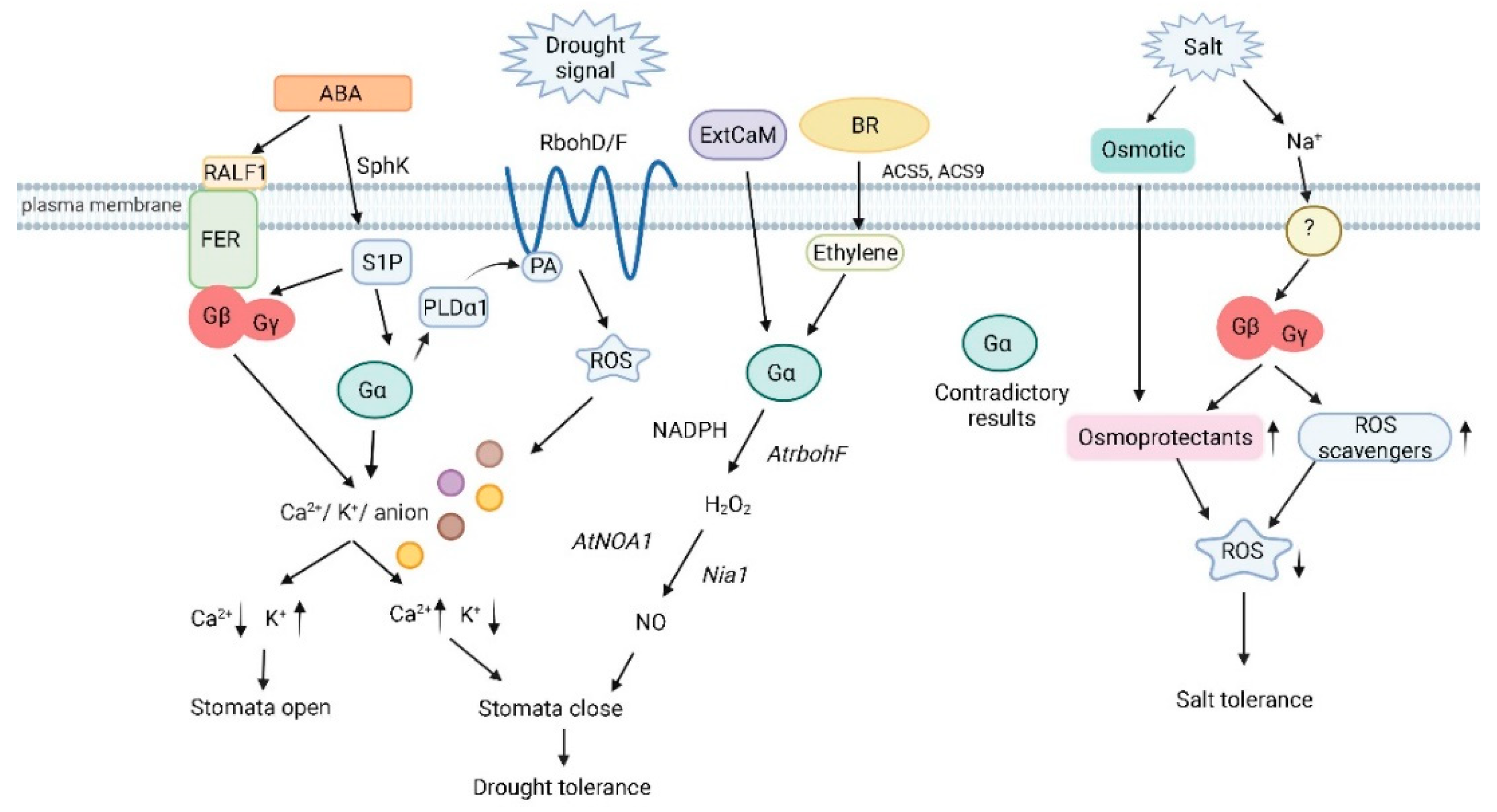 Plants 11 00876 g001 Plants 11 00876 g001