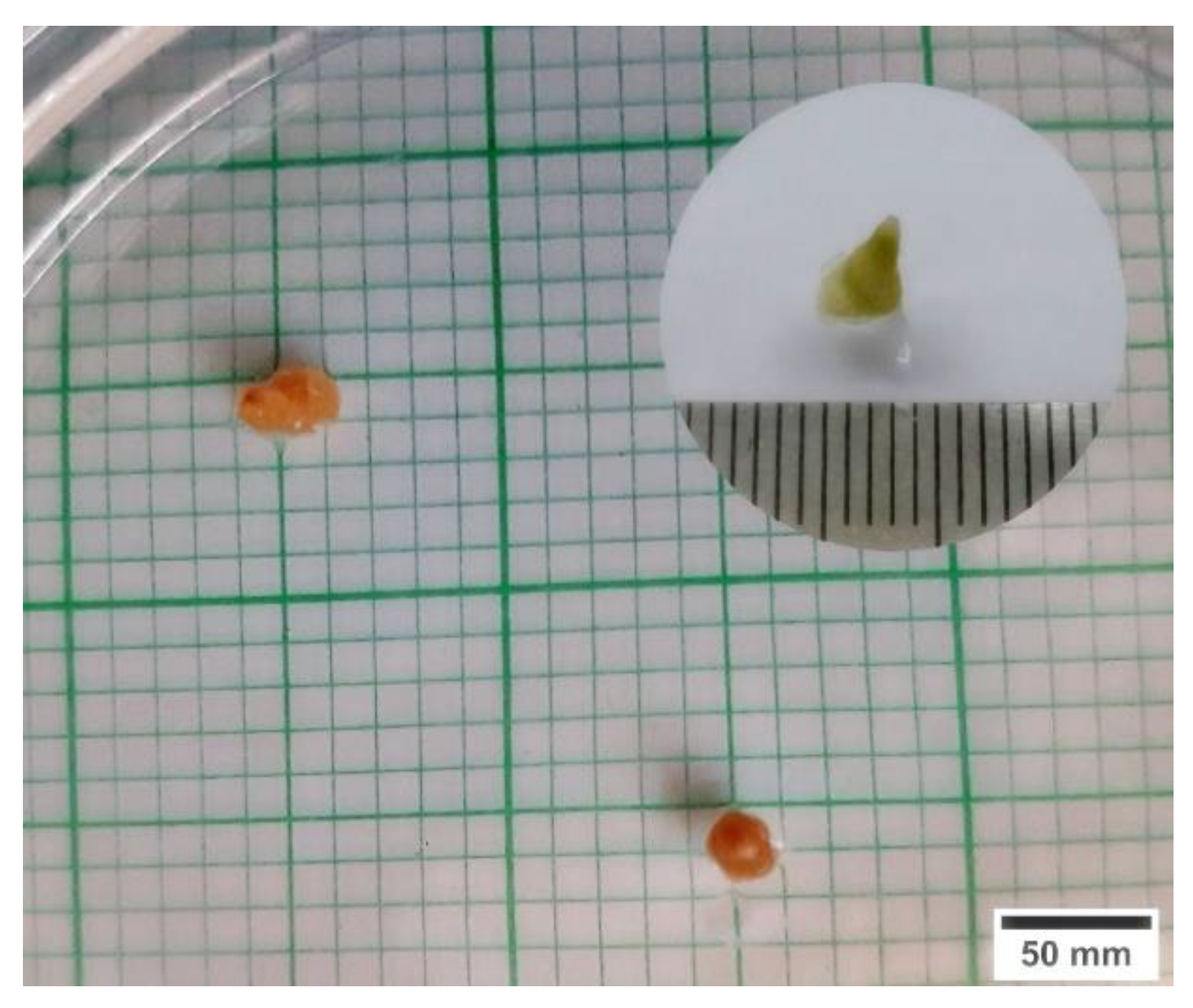 Plants 11 00879 g005