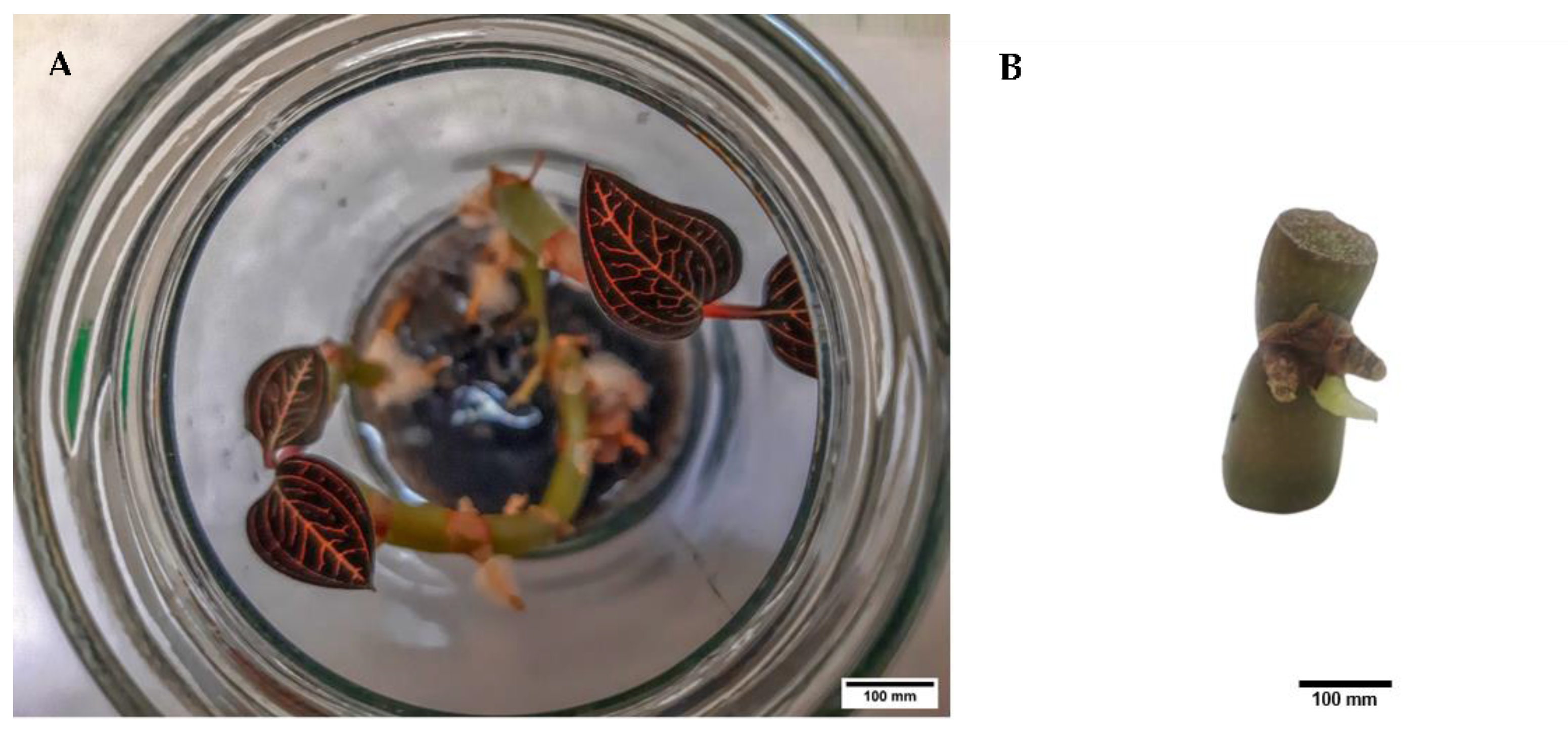 Plants 11 00879 g009