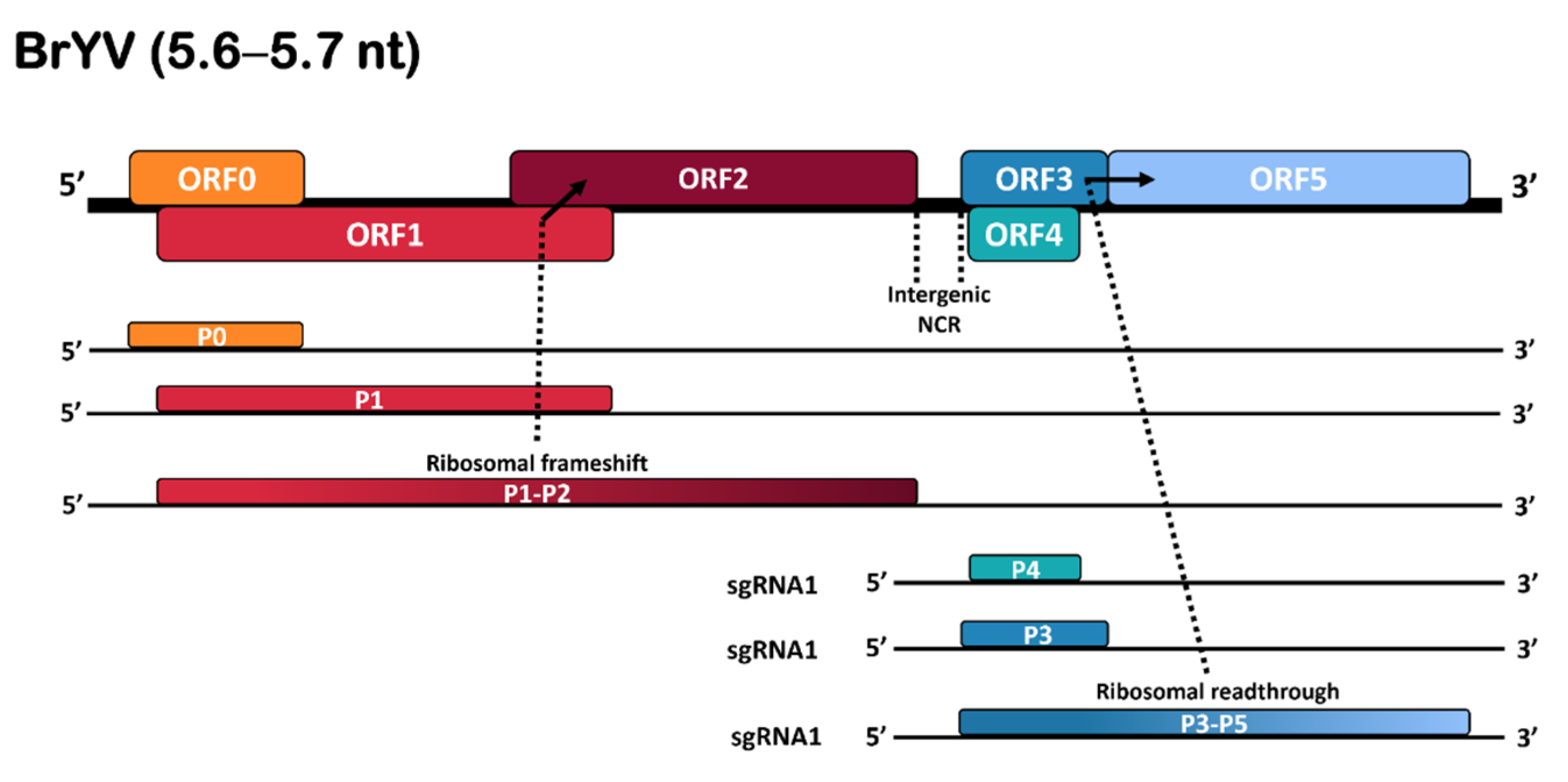 Plants 11 00884 g001 Plants 11 00884 g001