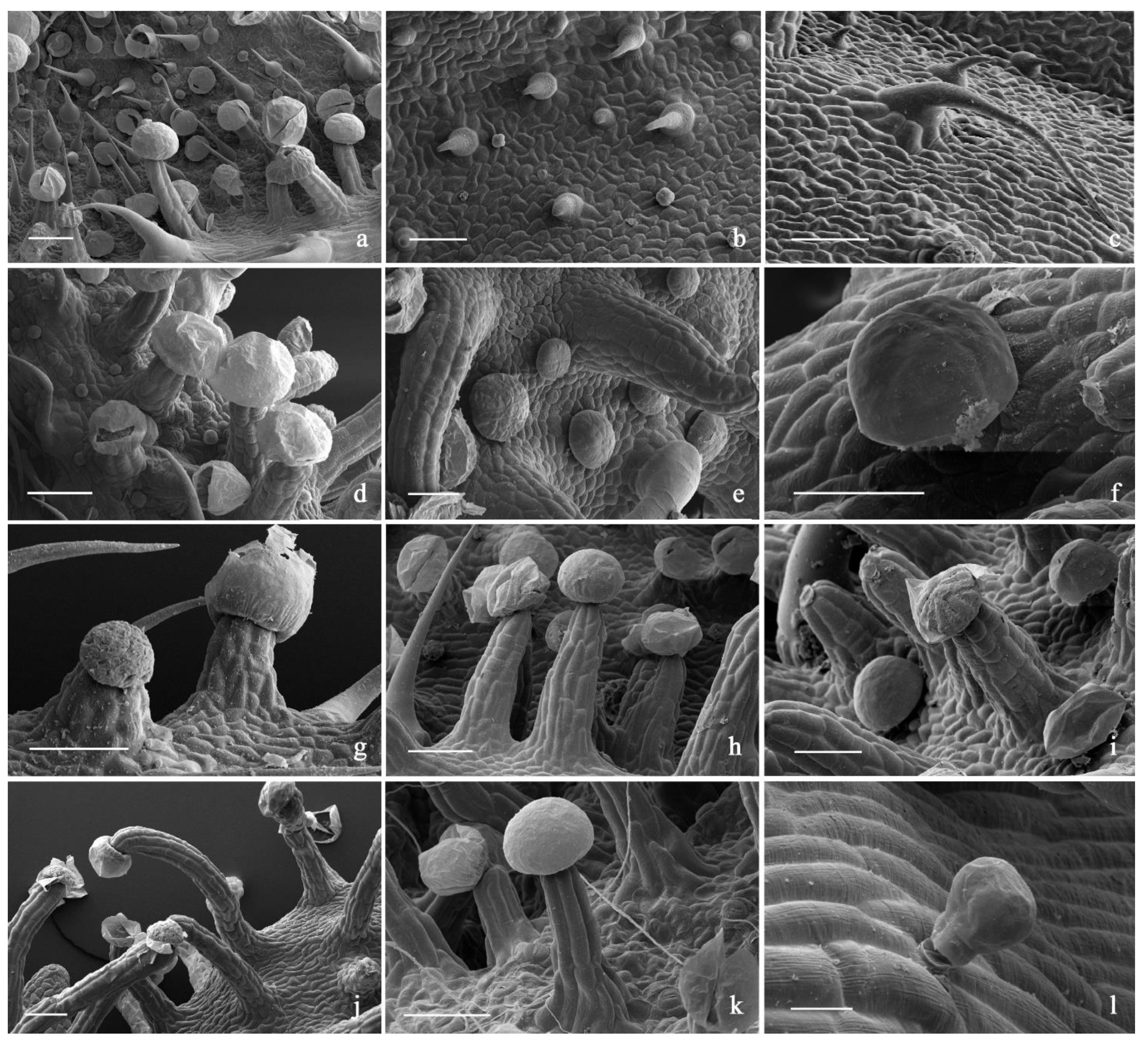 Plants 11 00891 g007 550