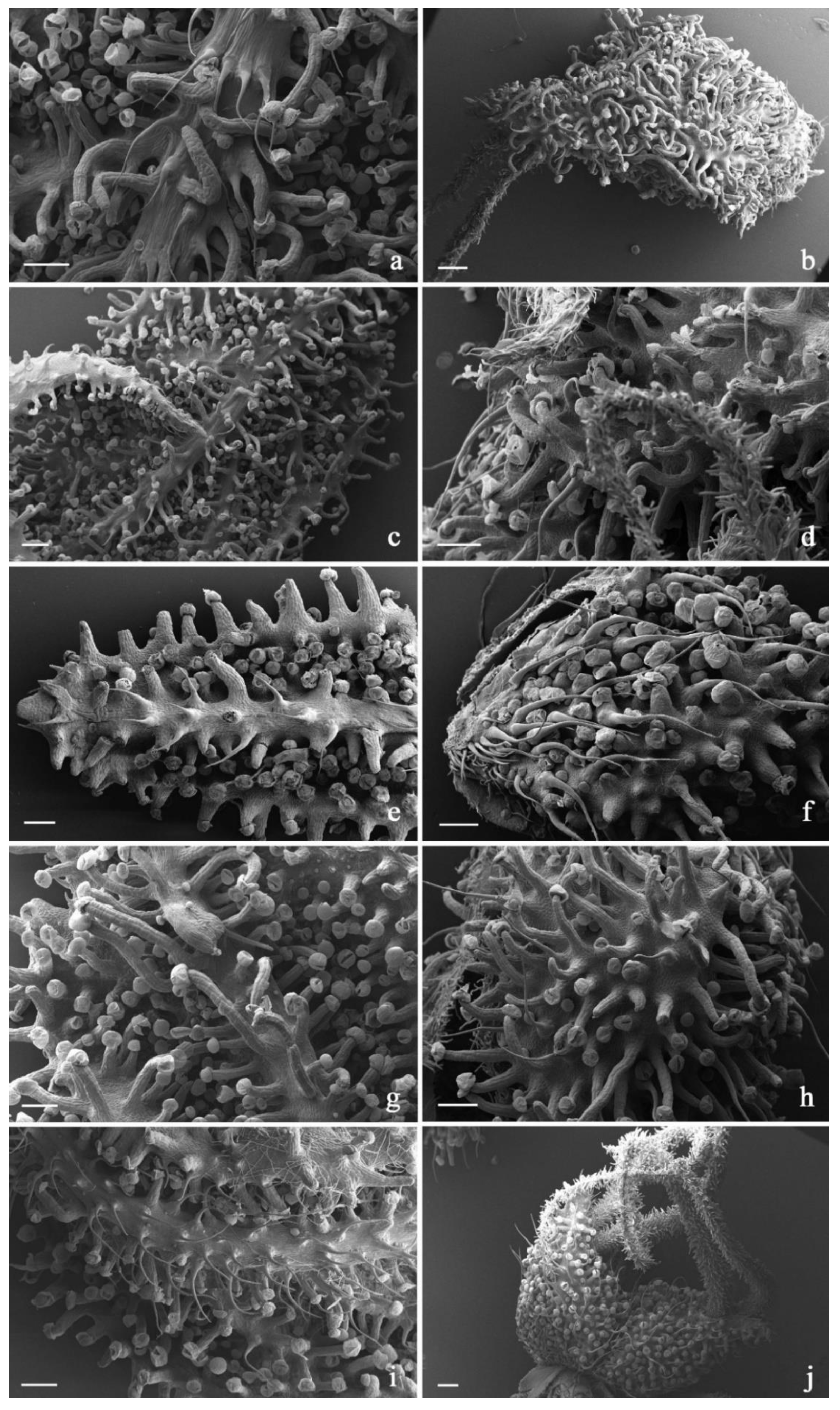 Plants 11 00891 g008 550