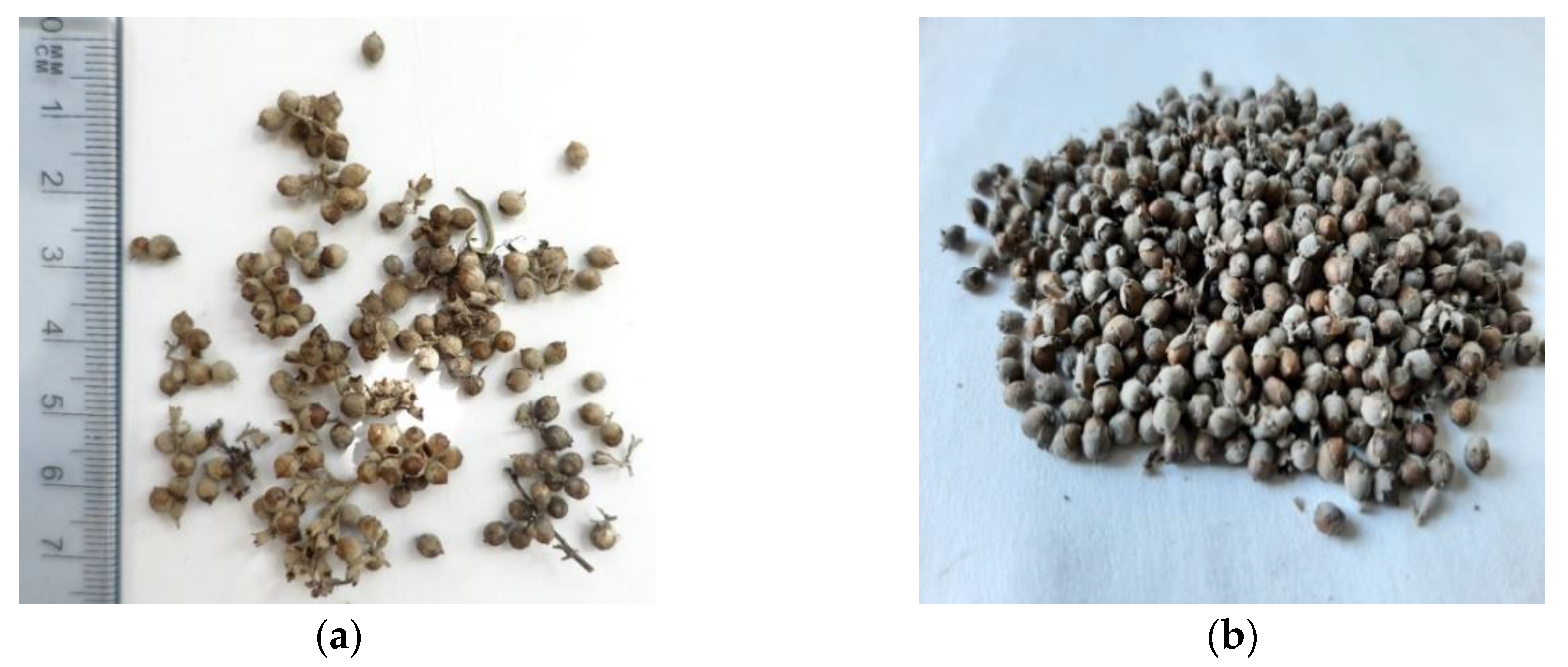 Plants 11 00896 g001