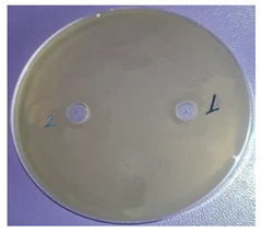 Plants 11 00896 i005