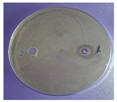 Plants 11 00896 i006