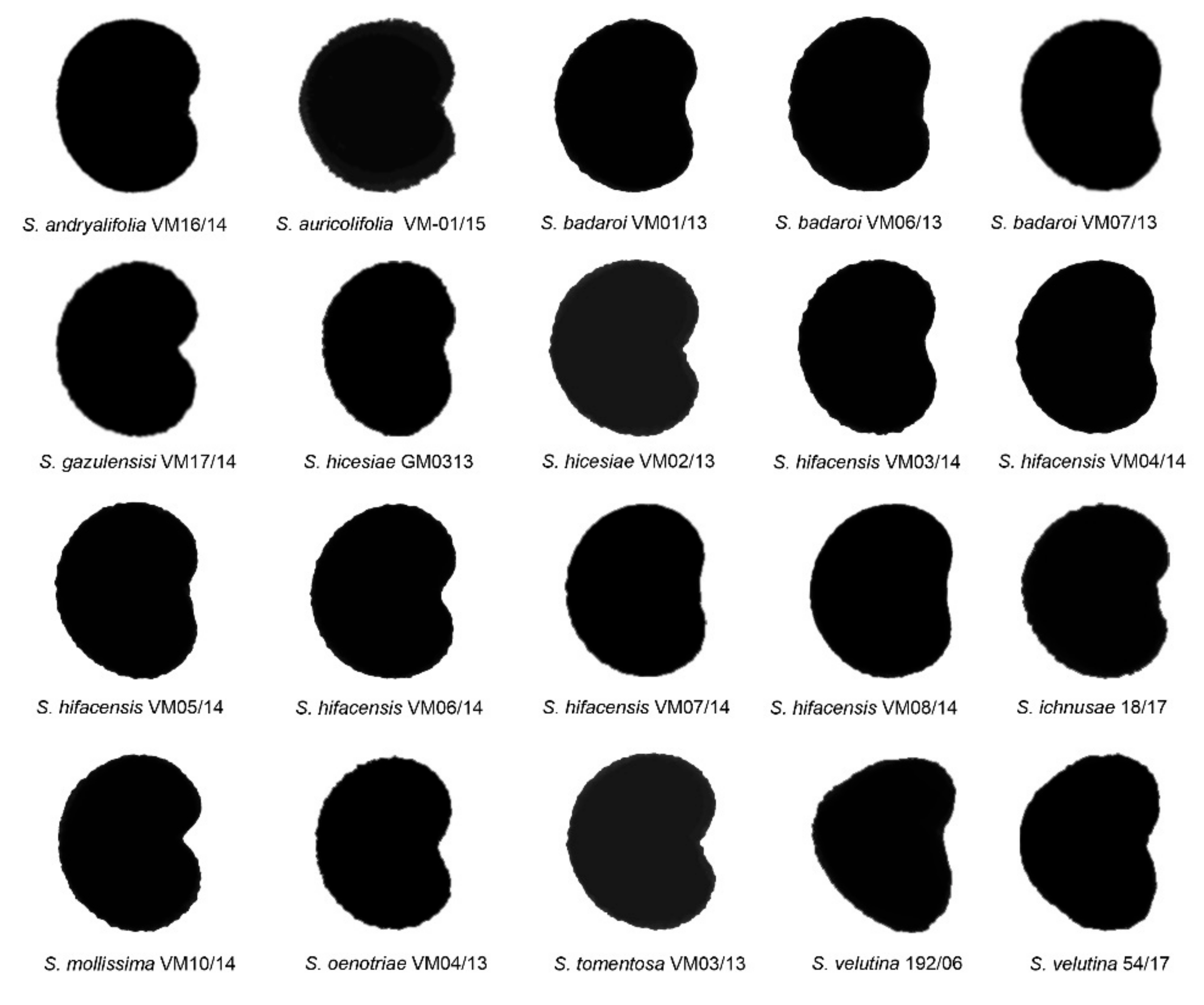 Plants 11 00901 g001