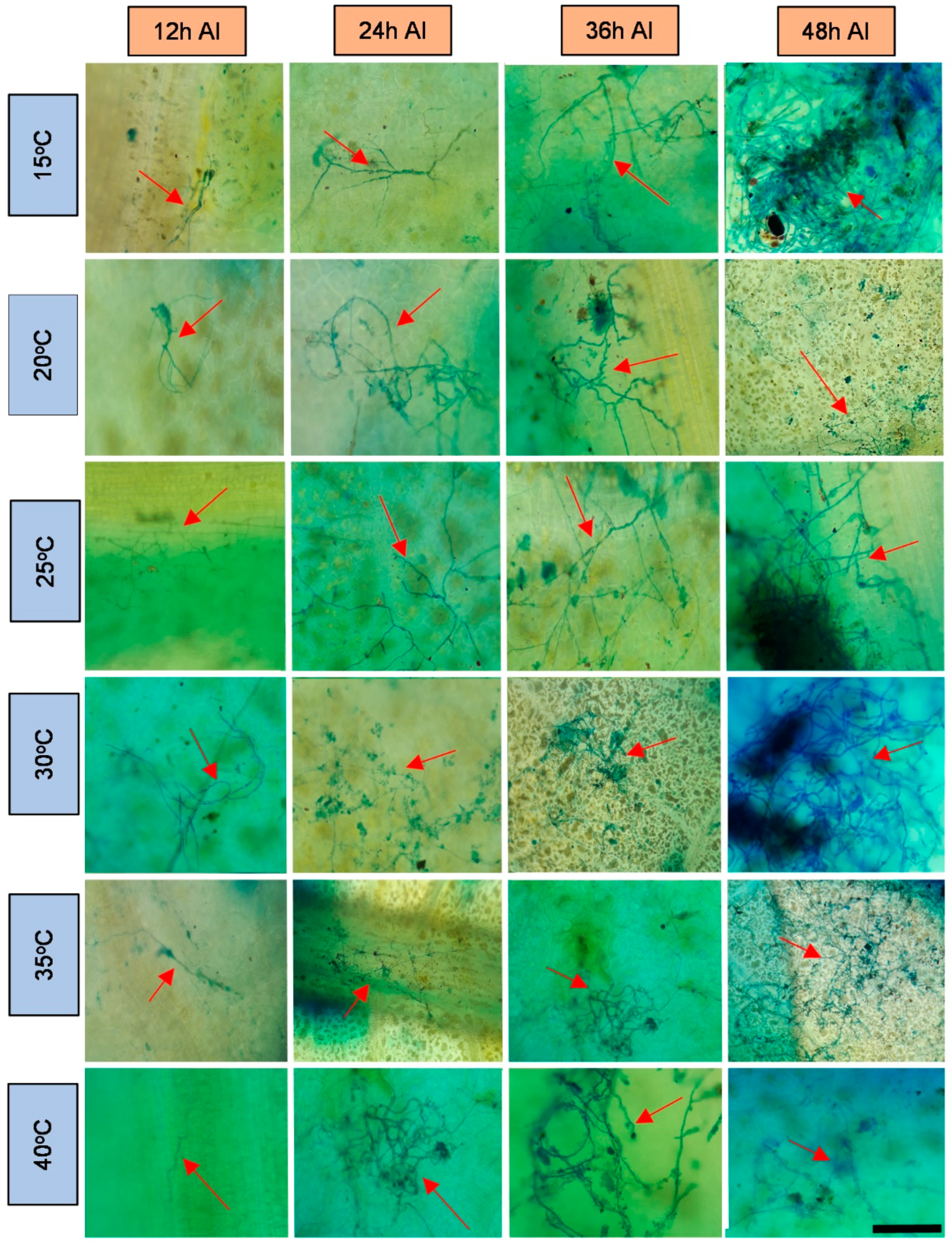 Plants 11 00905 g001 Plants 11 00905 g001