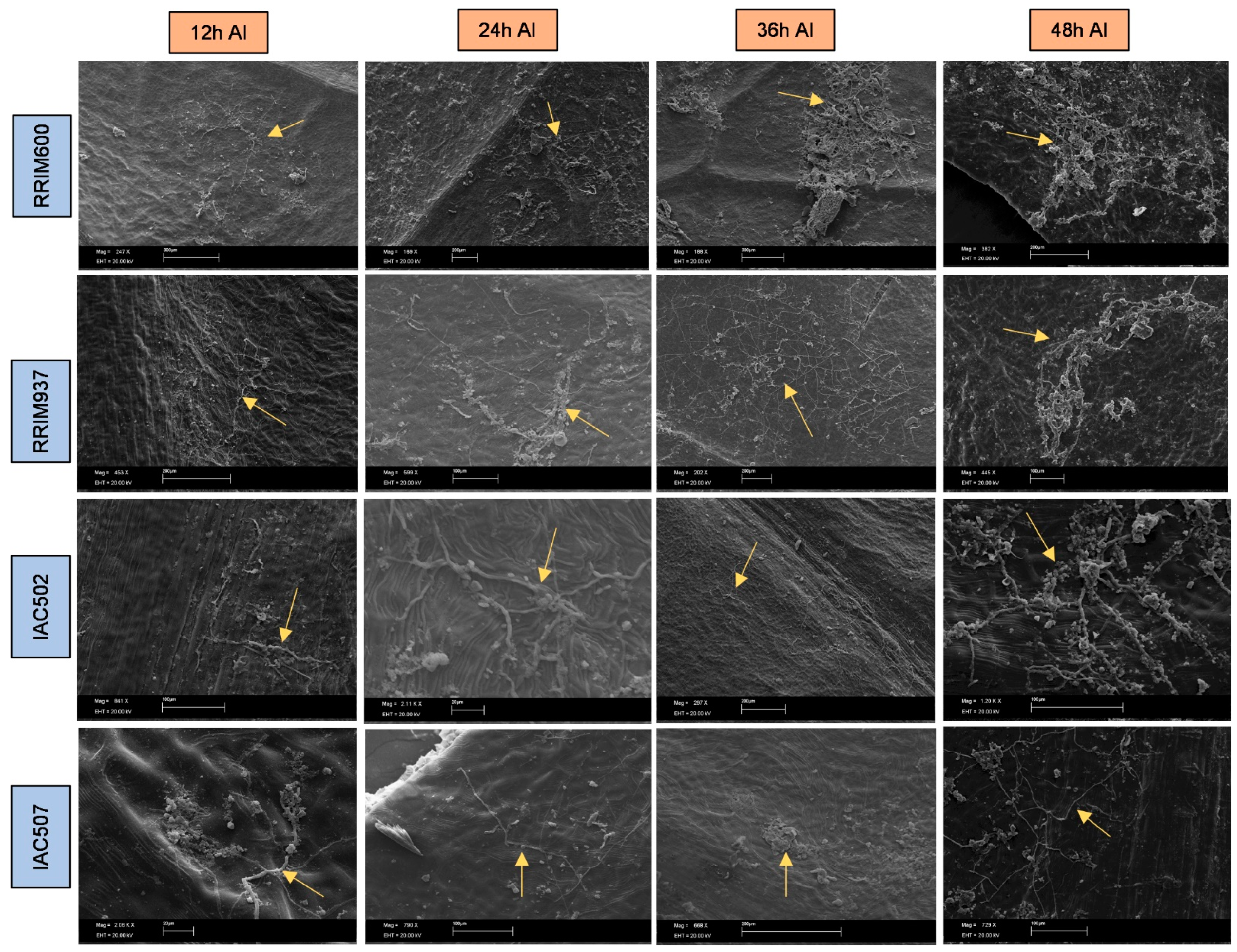 Plants 11 00905 g007 Plants 11 00905 g007