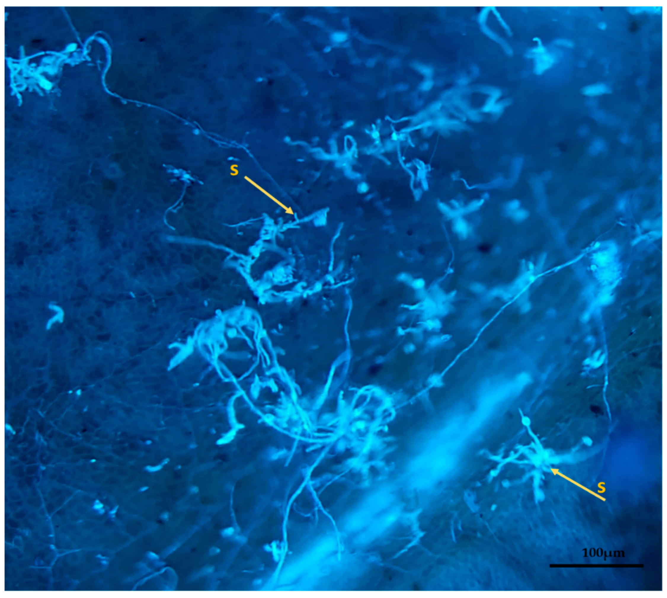 Plants 11 00905 g008 Plants 11 00905 g008