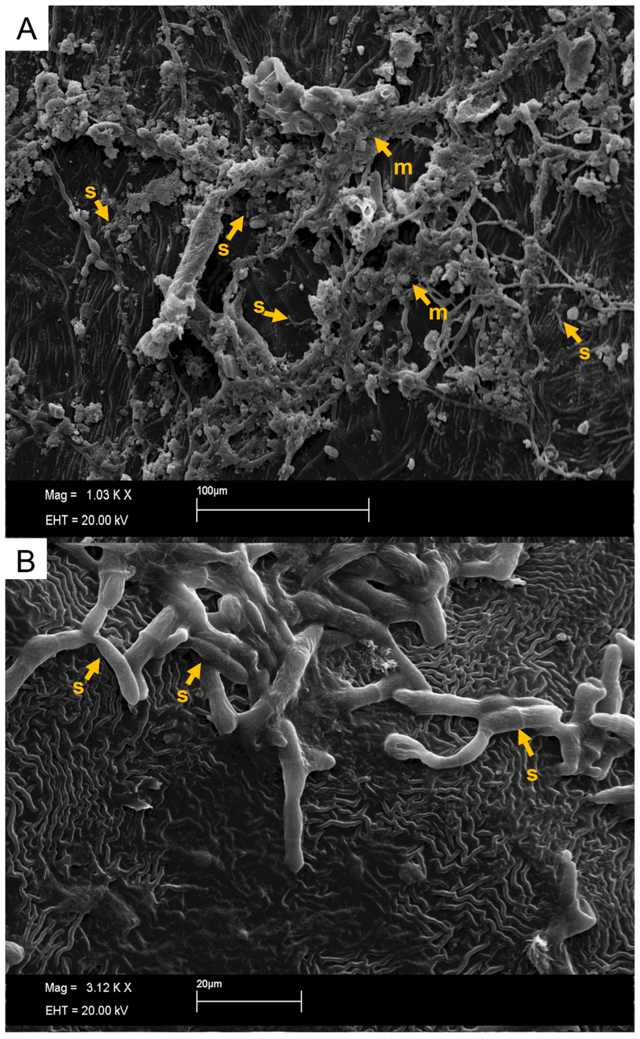 Plants 11 00905 g009 Plants 11 00905 g009