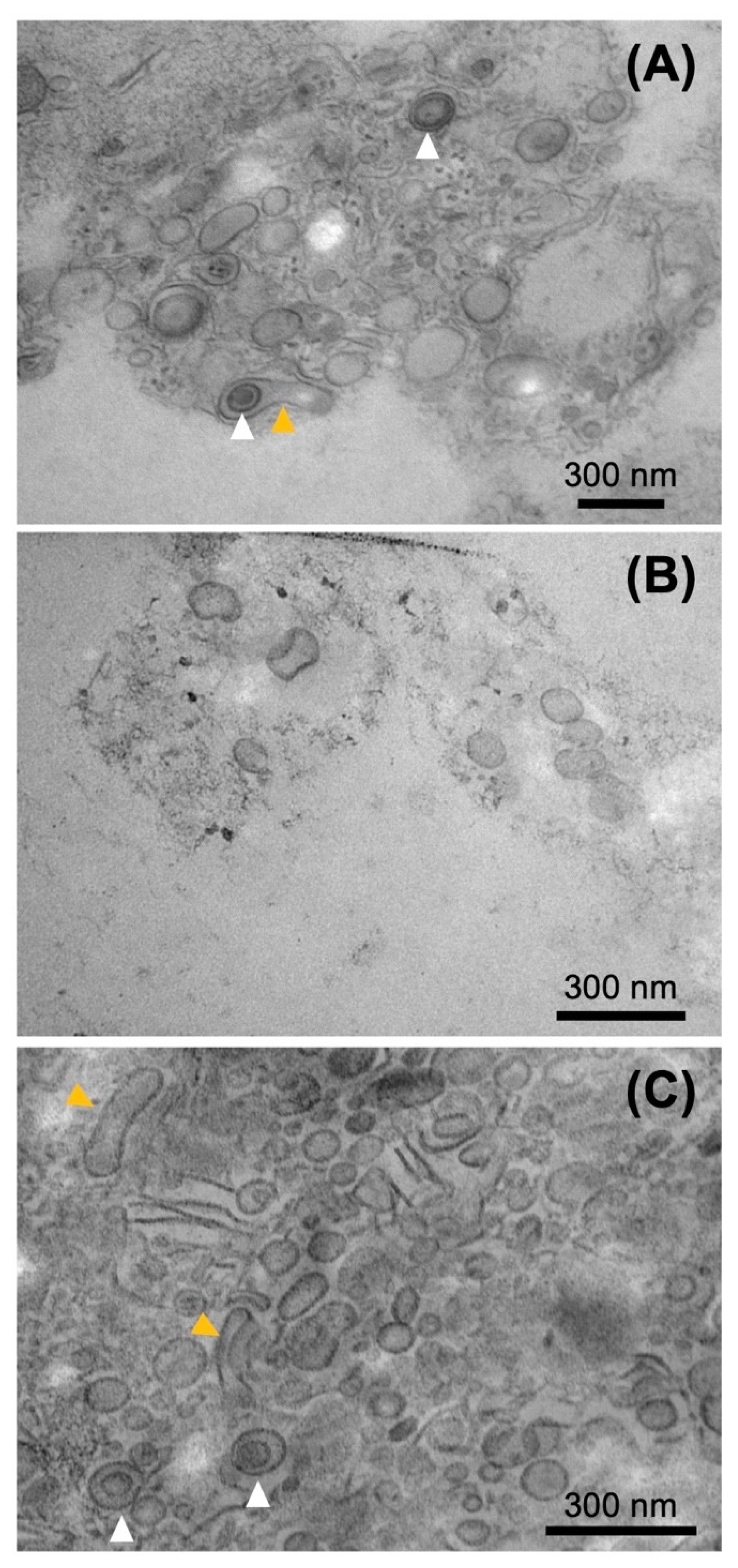 Plants 11 00910 g008