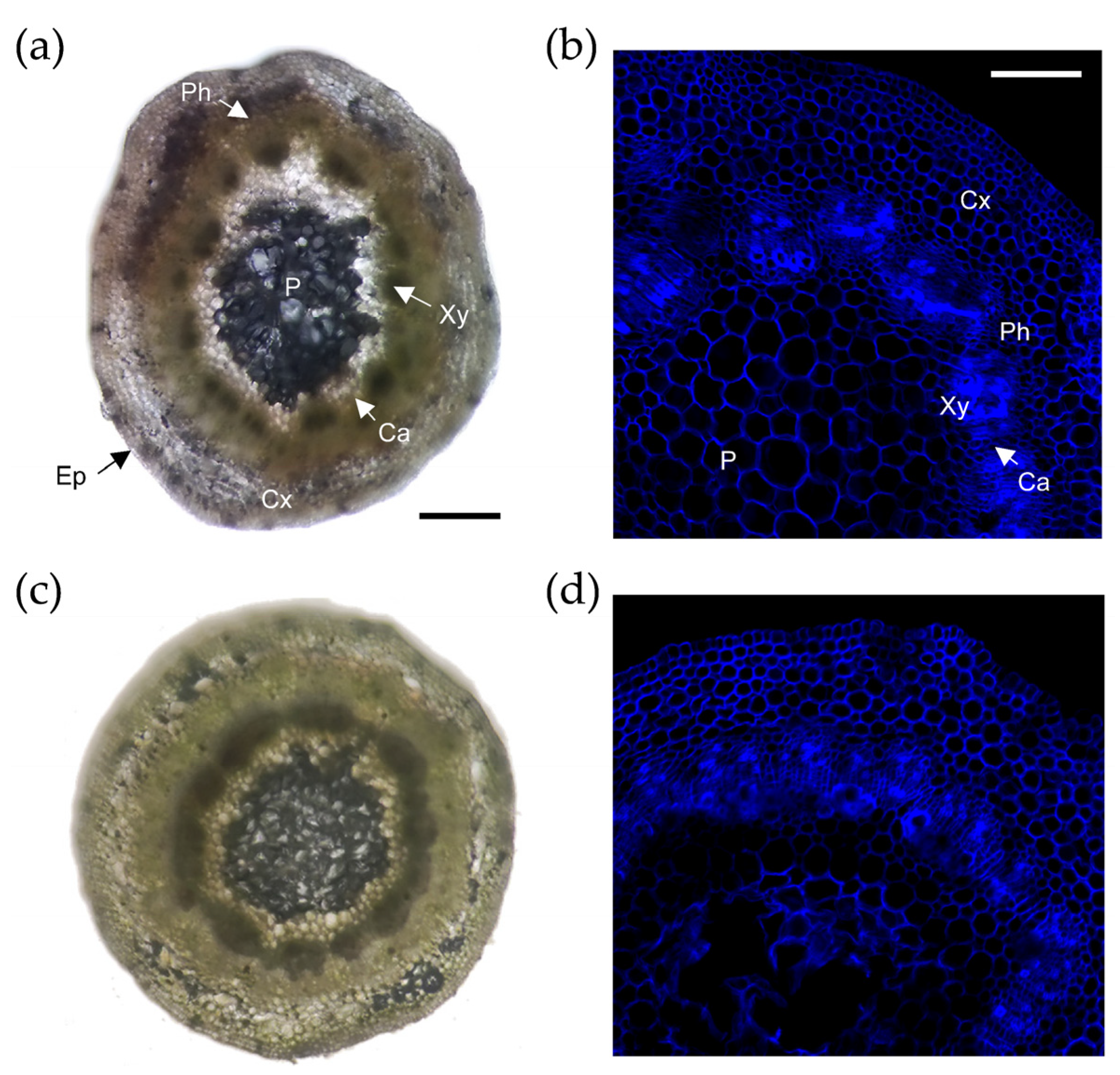 Plants 11 00913 g002 550