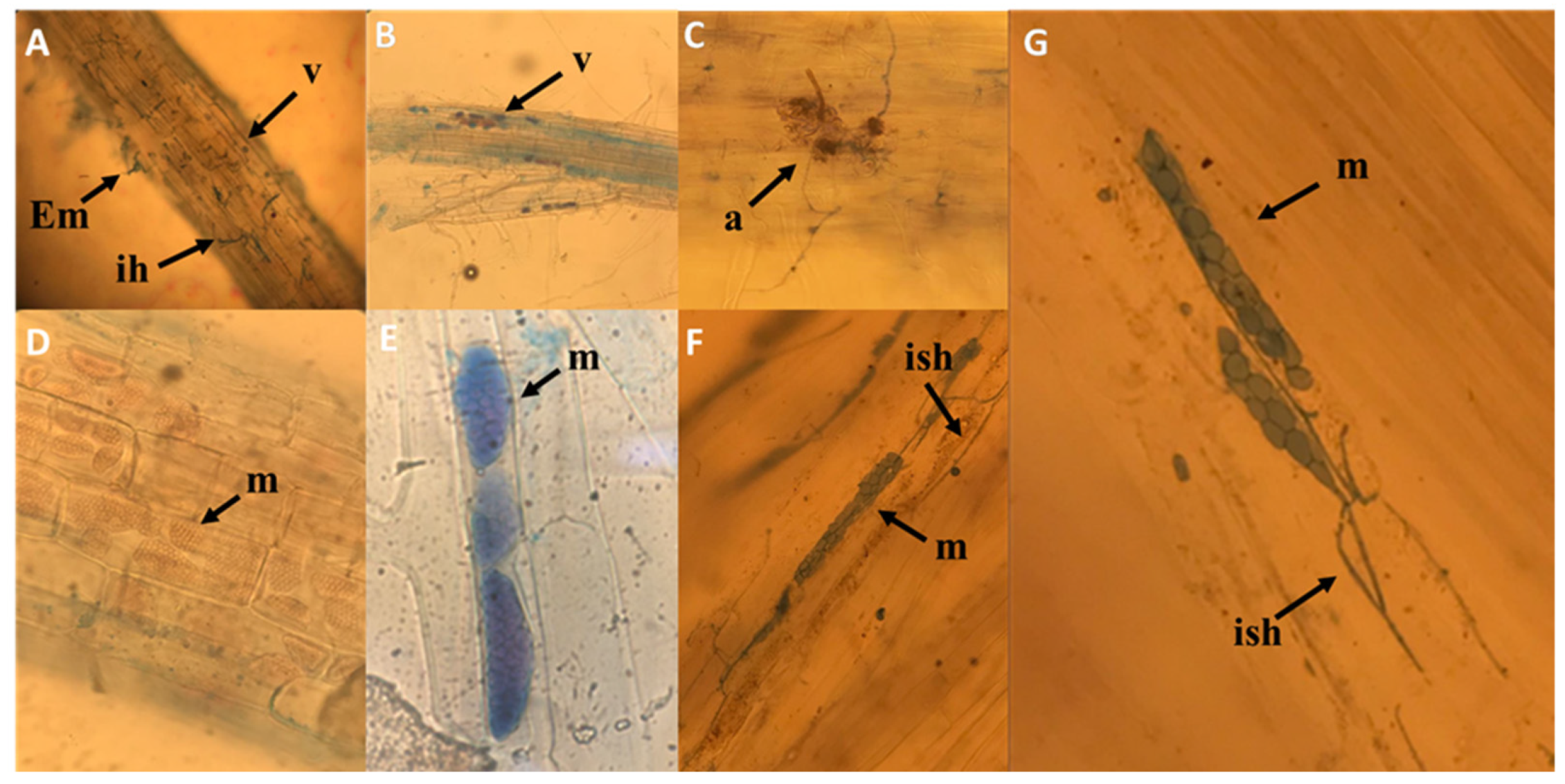 Plants 11 00924 g005 Plants 11 00924 g005