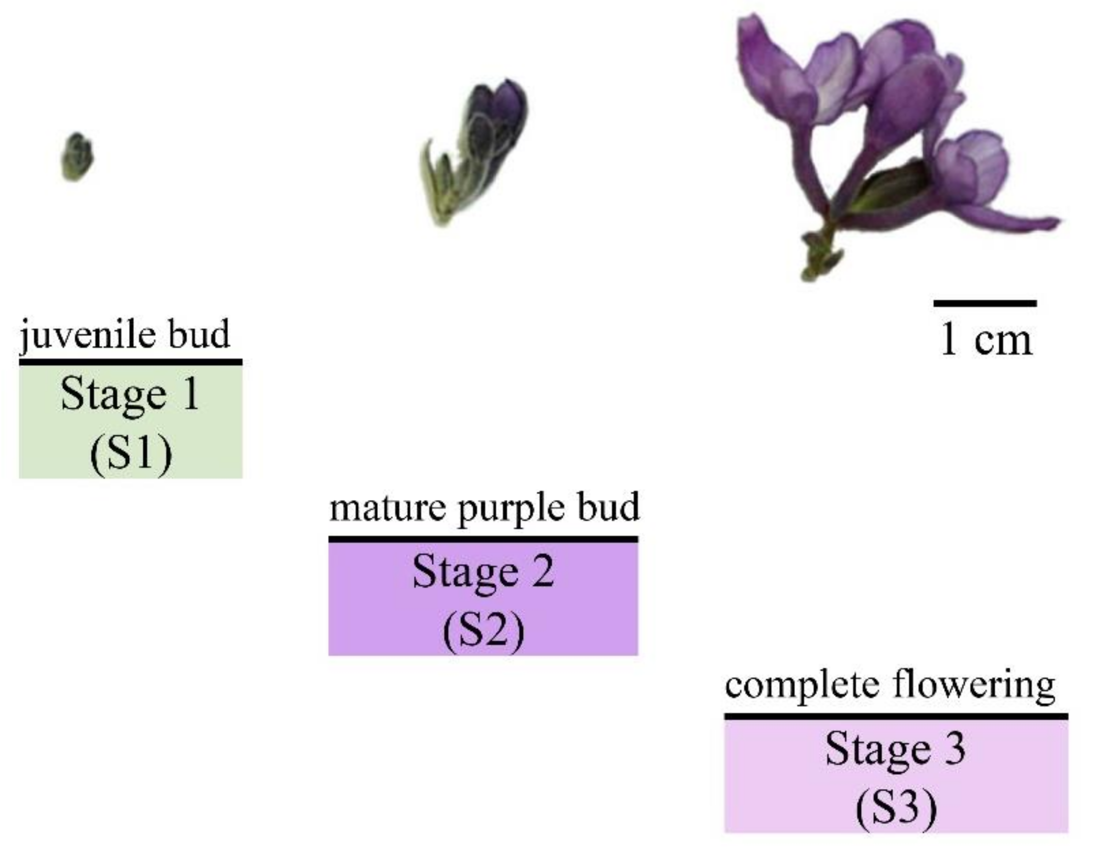 Plants 11 00925 g001 550