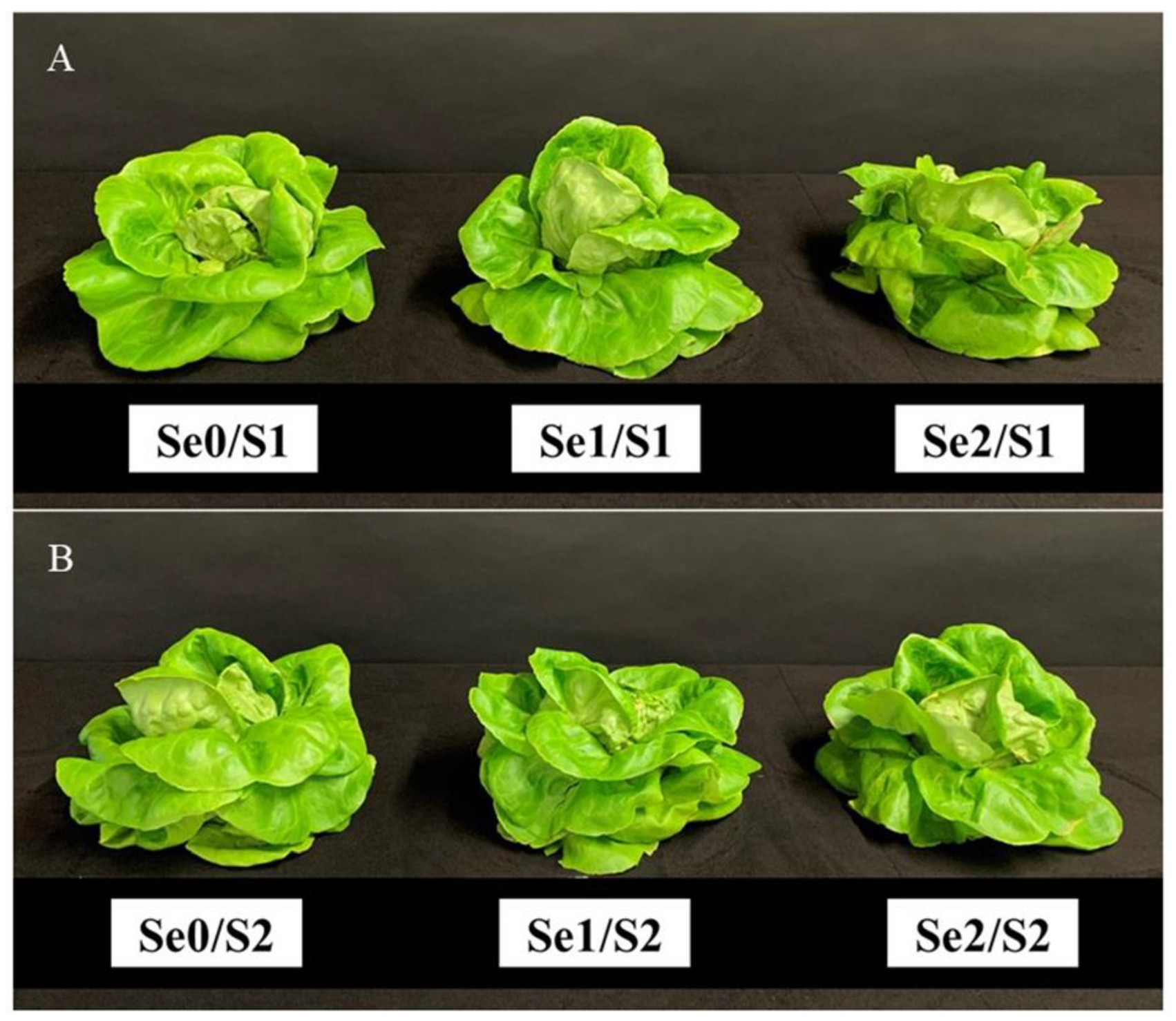 Plants 11 00927 g001