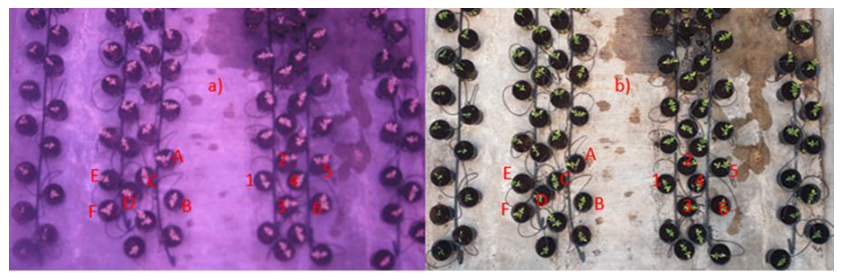 Plants 11 00932 g004