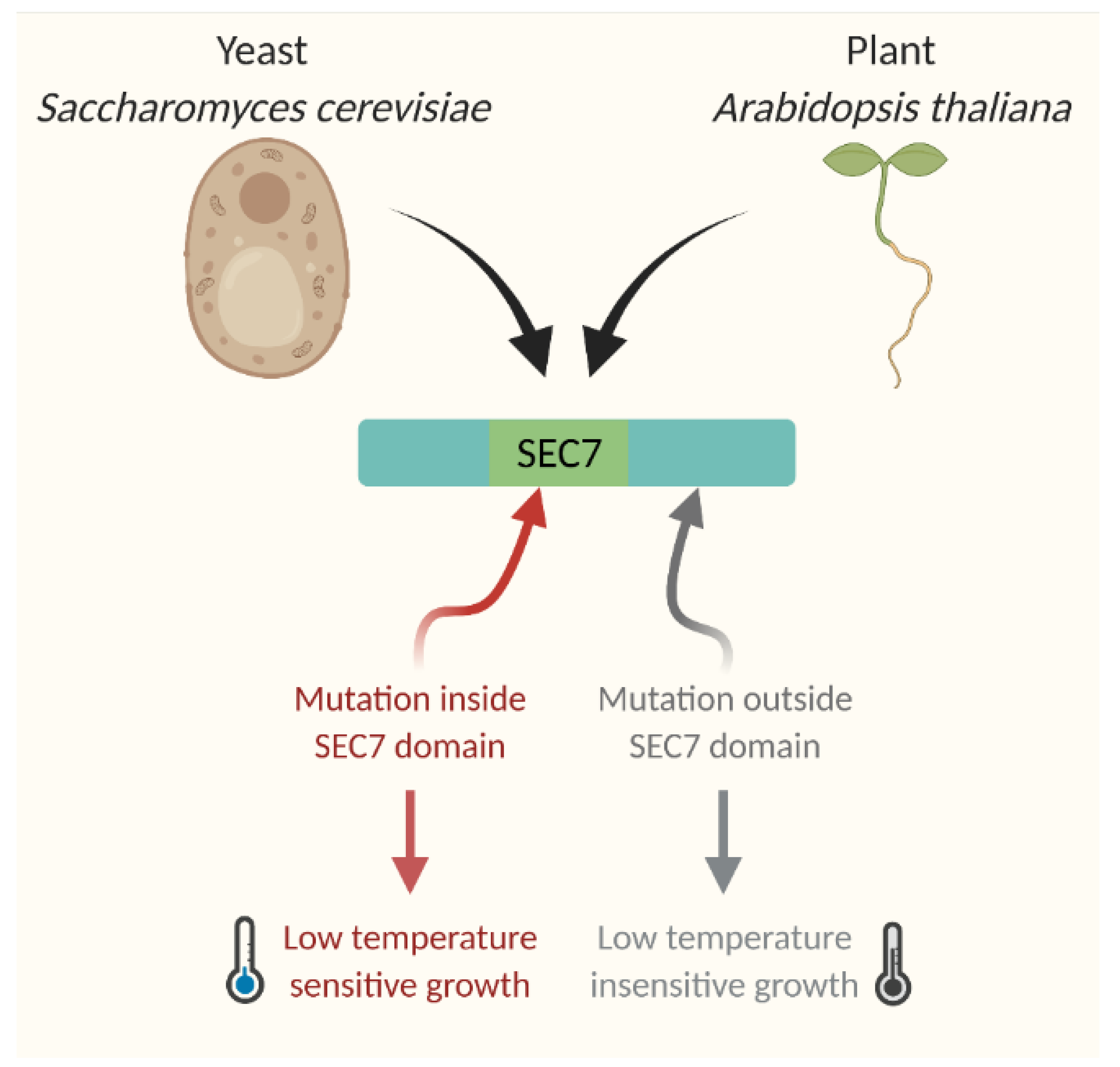 Plants 11 00933 g004