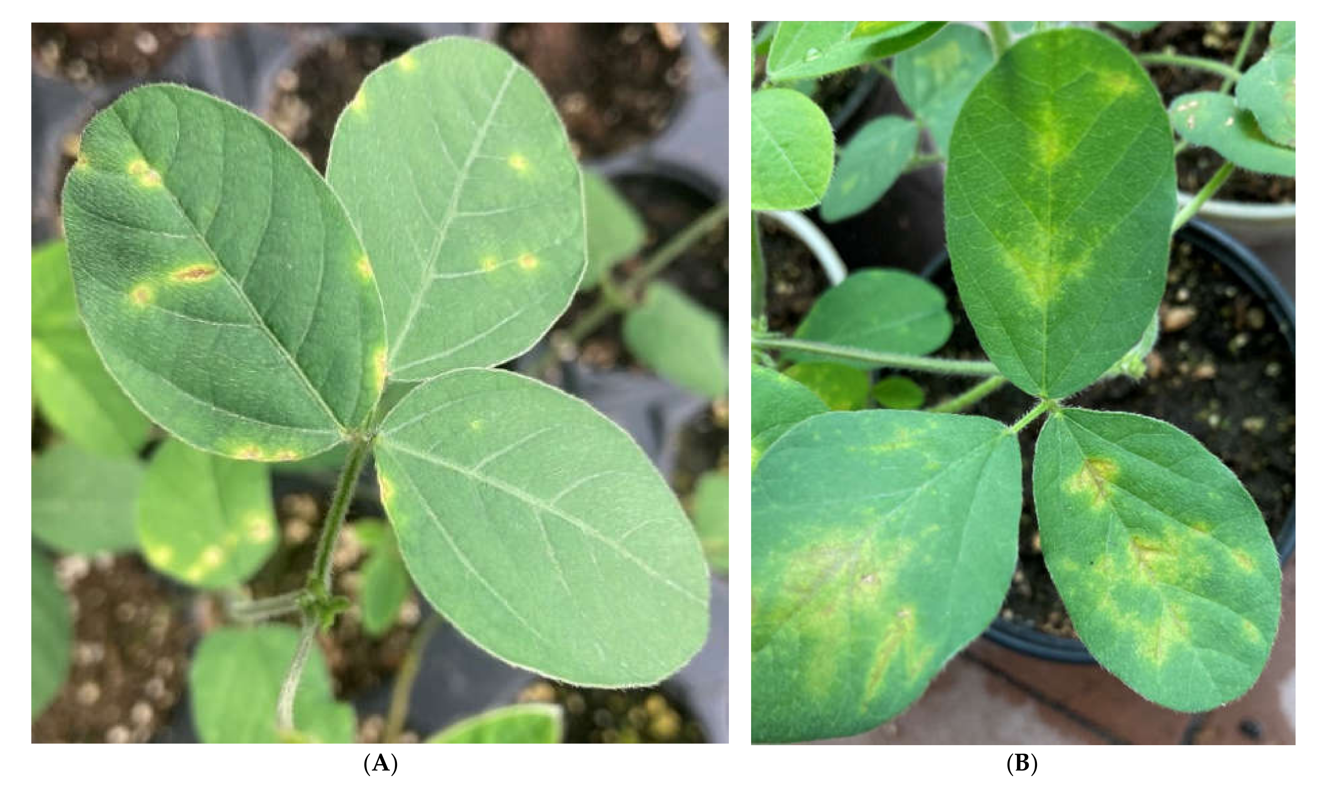 Plants 11 00938 g001 Plants 11 00938 g001