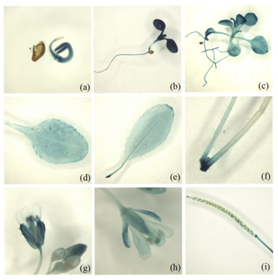 Silencing of MsD14 Resulted in Enhanced Forage Biomass through