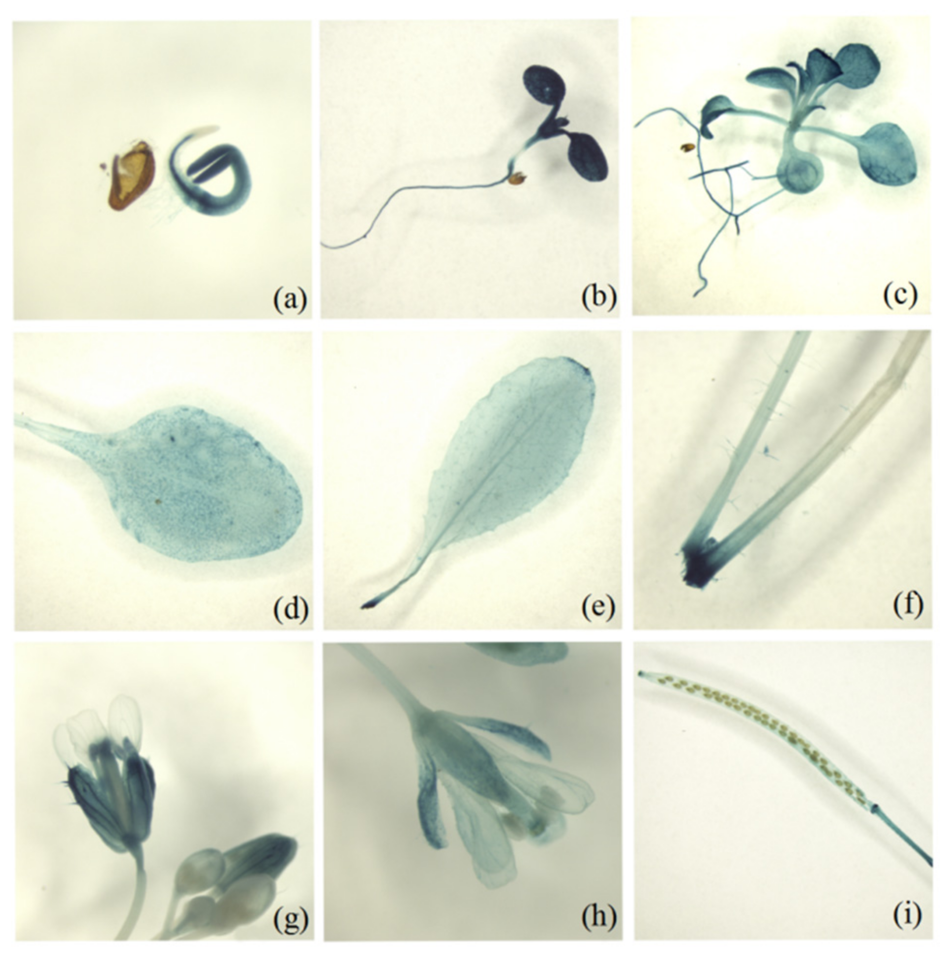 Silencing of MsD14 Resulted in Enhanced Forage Biomass