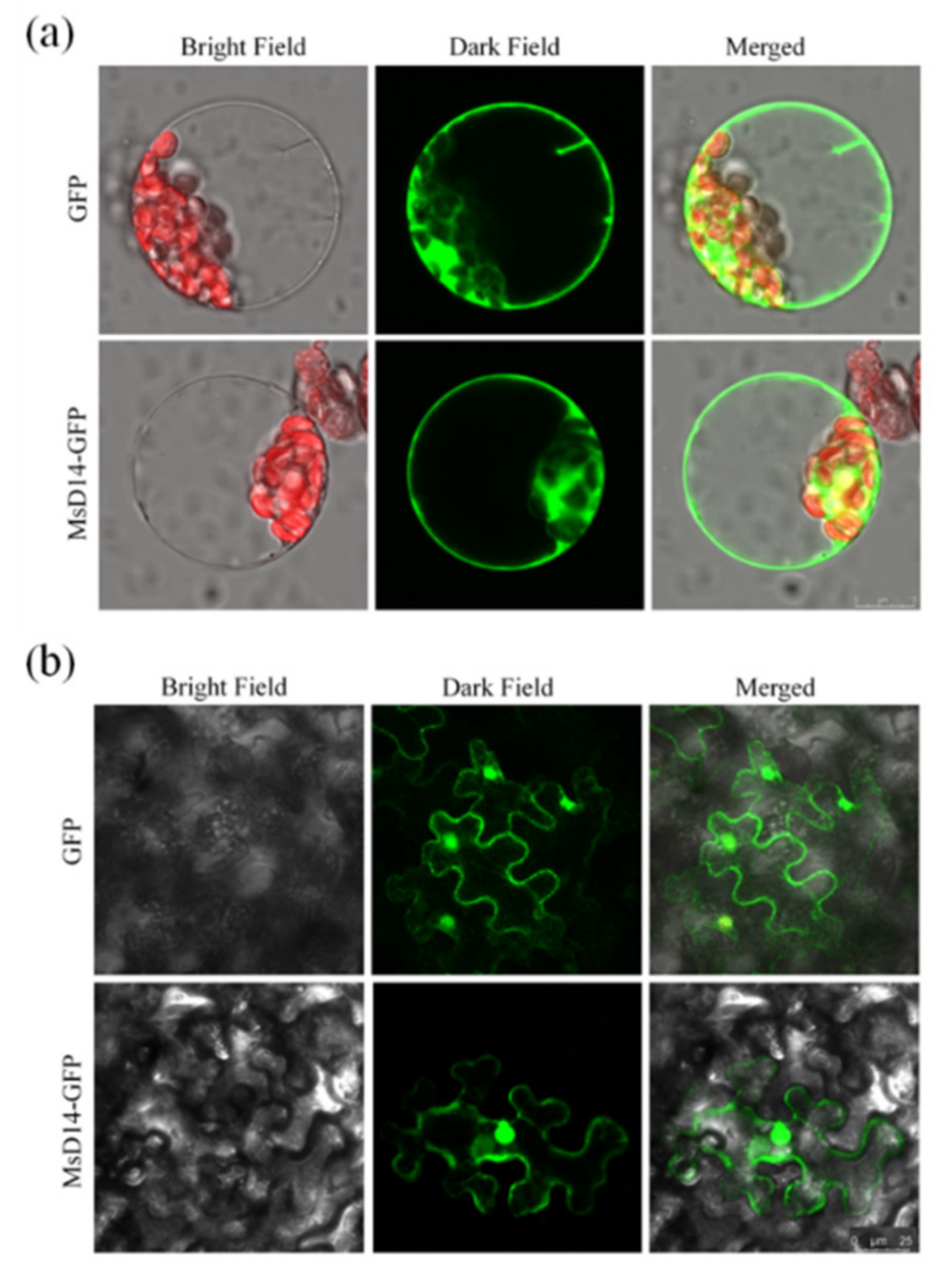Plants 11 00939 g003 550