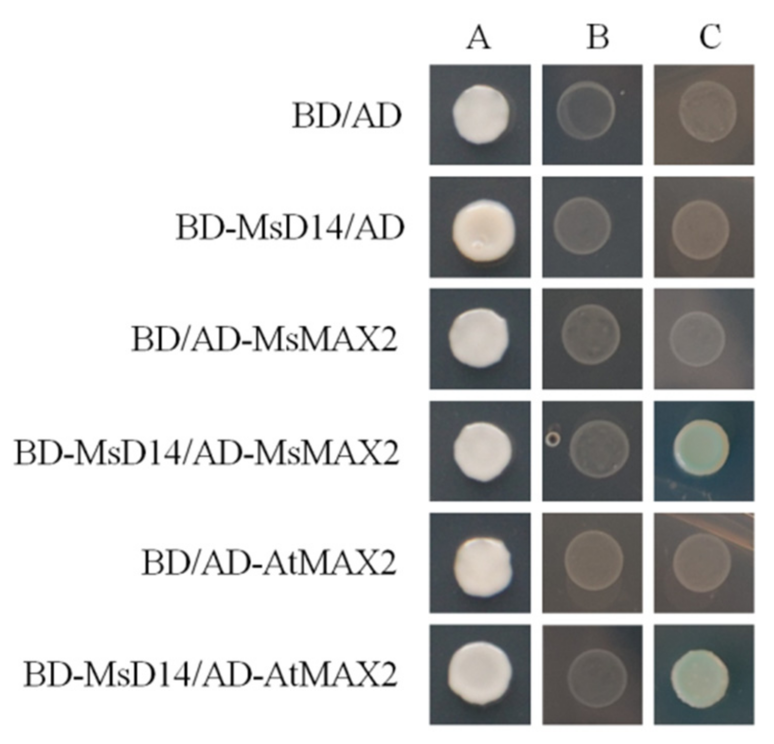 Plants 11 00939 g005 550