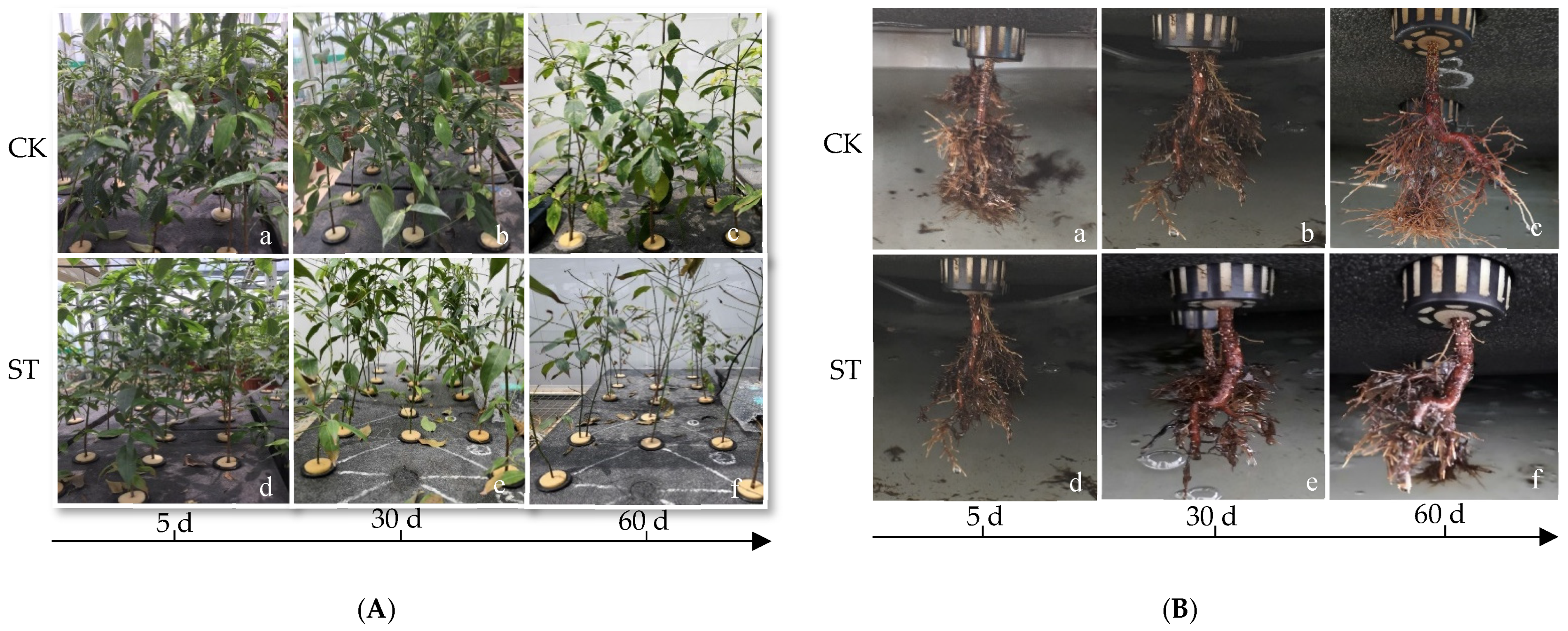 Plants 11 00940 g001 550
