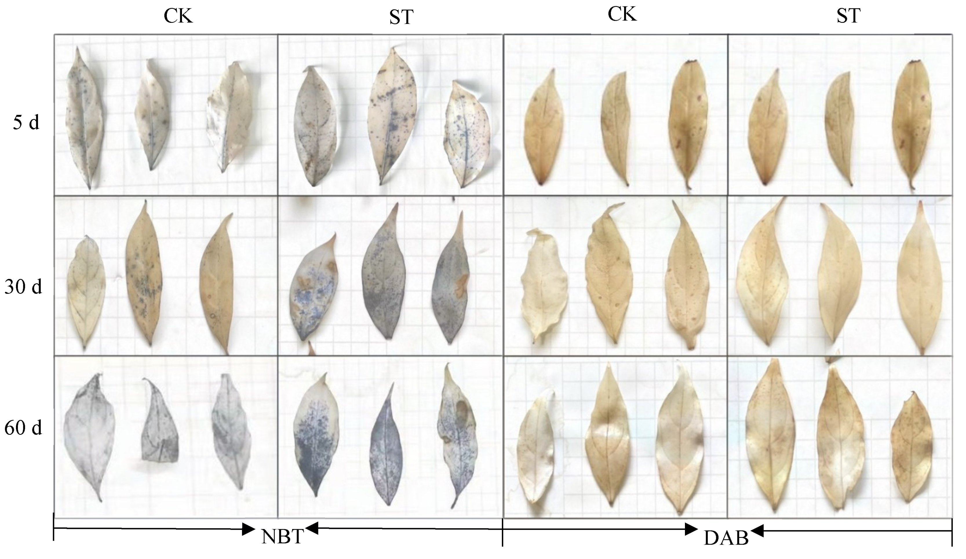 Plants 11 00940 g003 550