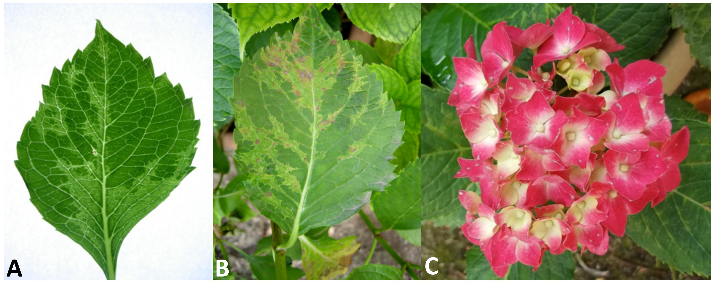 Plants 11 00944 g001 Plants 11 00944 g001