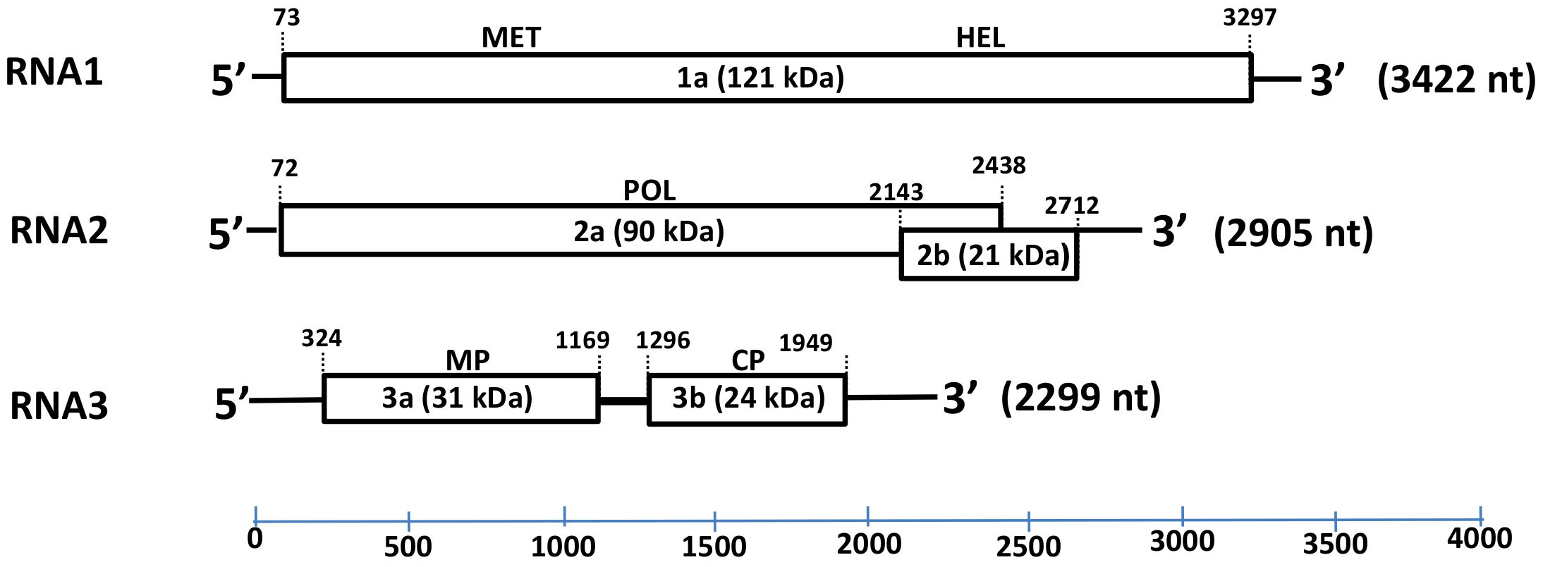 Plants 11 00944 g003 Plants 11 00944 g003