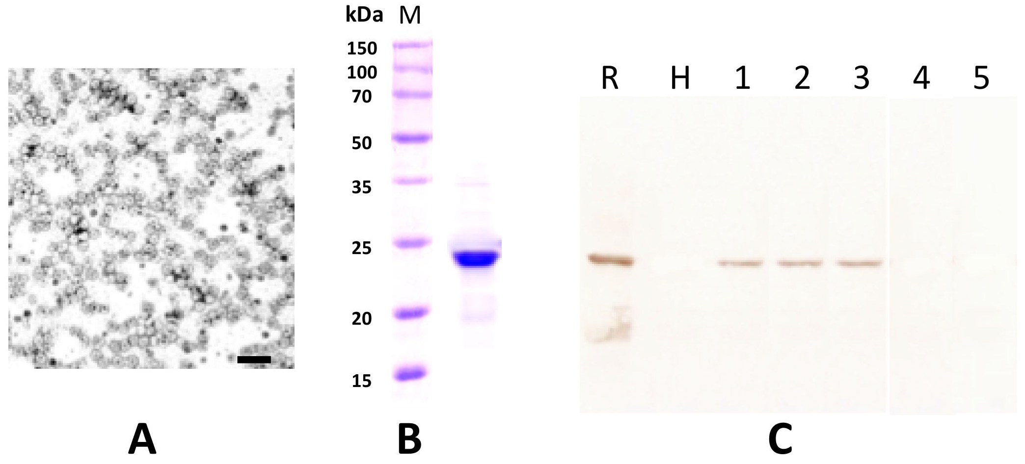 Plants 11 00944 g006 Plants 11 00944 g006