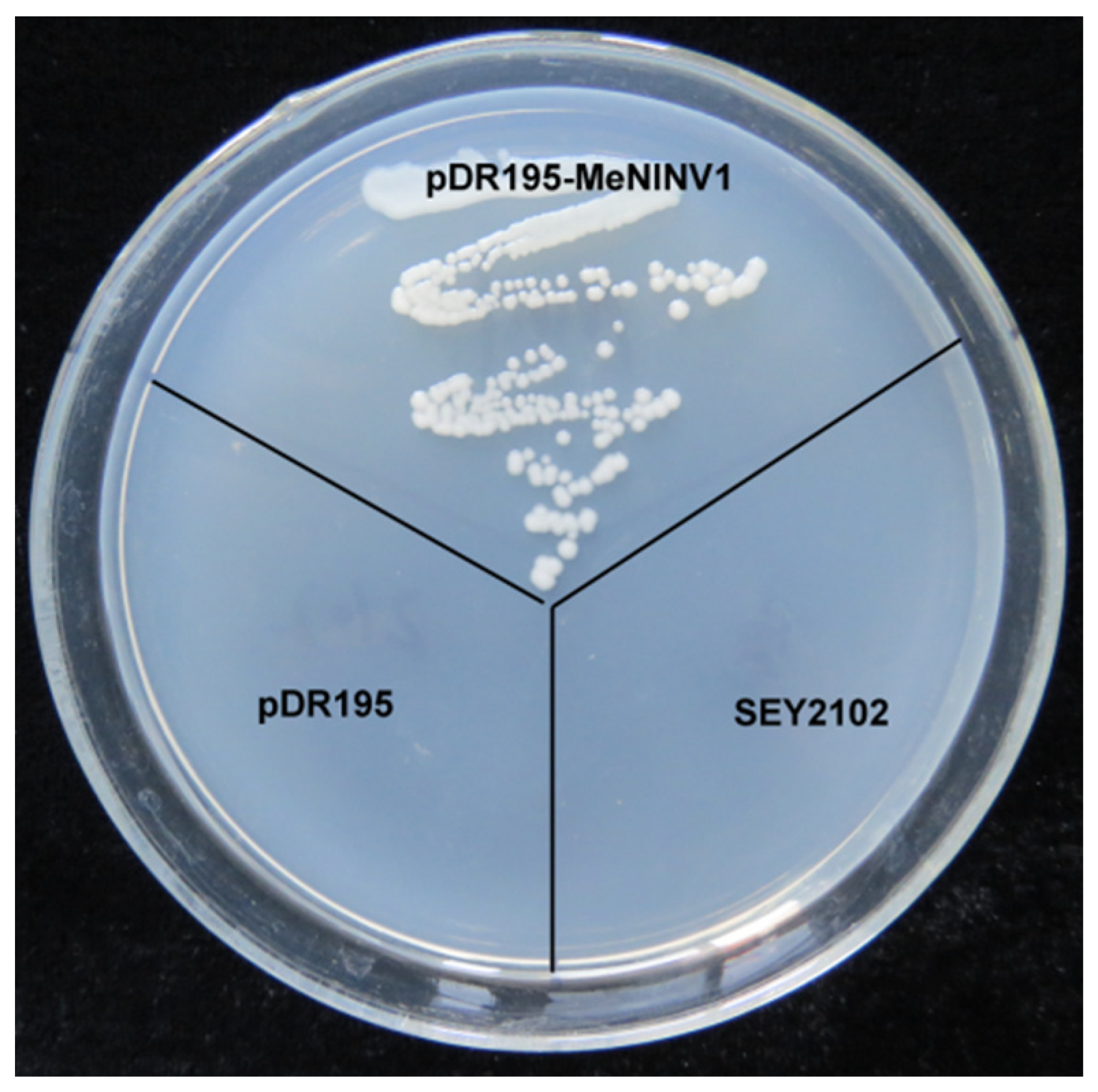 Plants 11 00946 g001