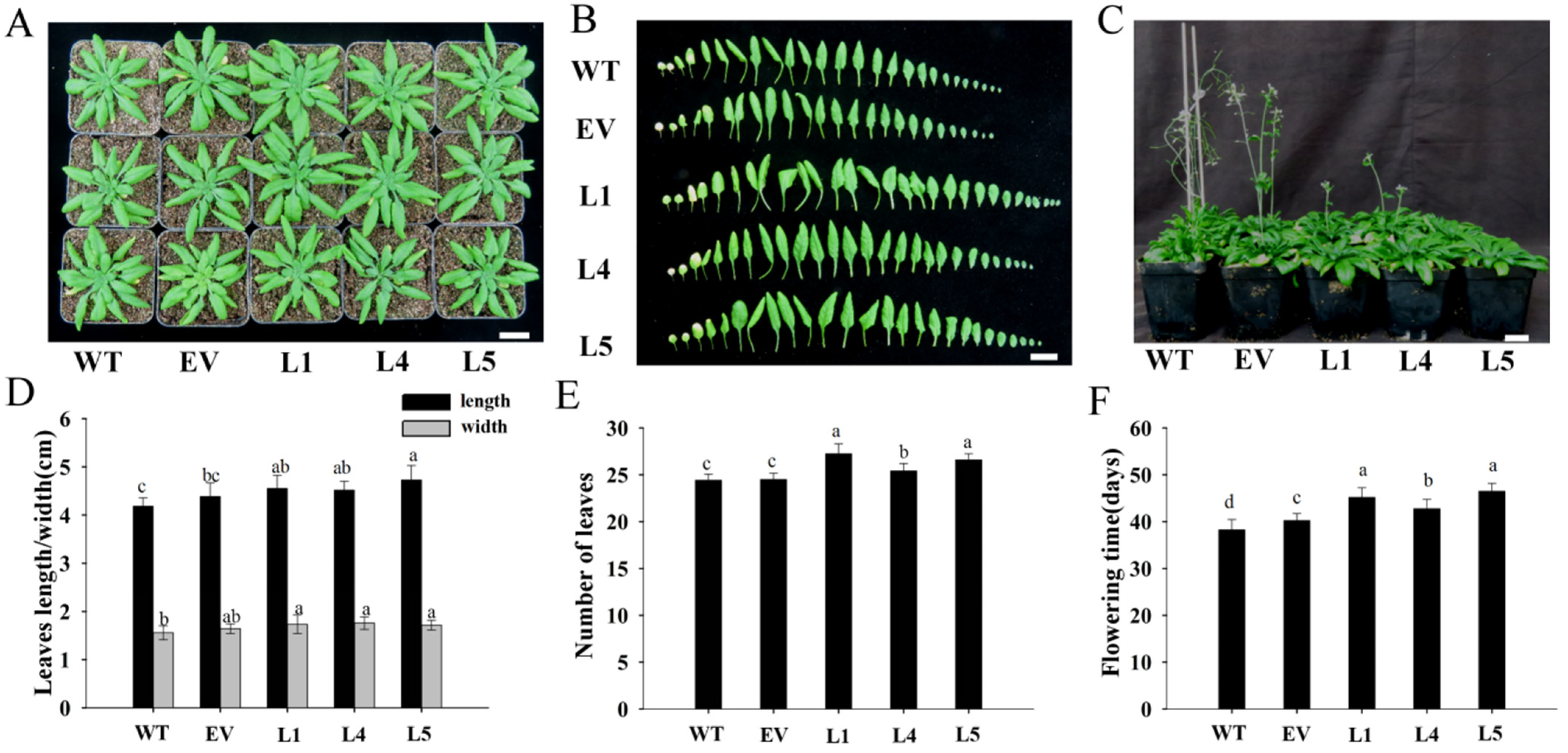 Plants 11 00946 g006