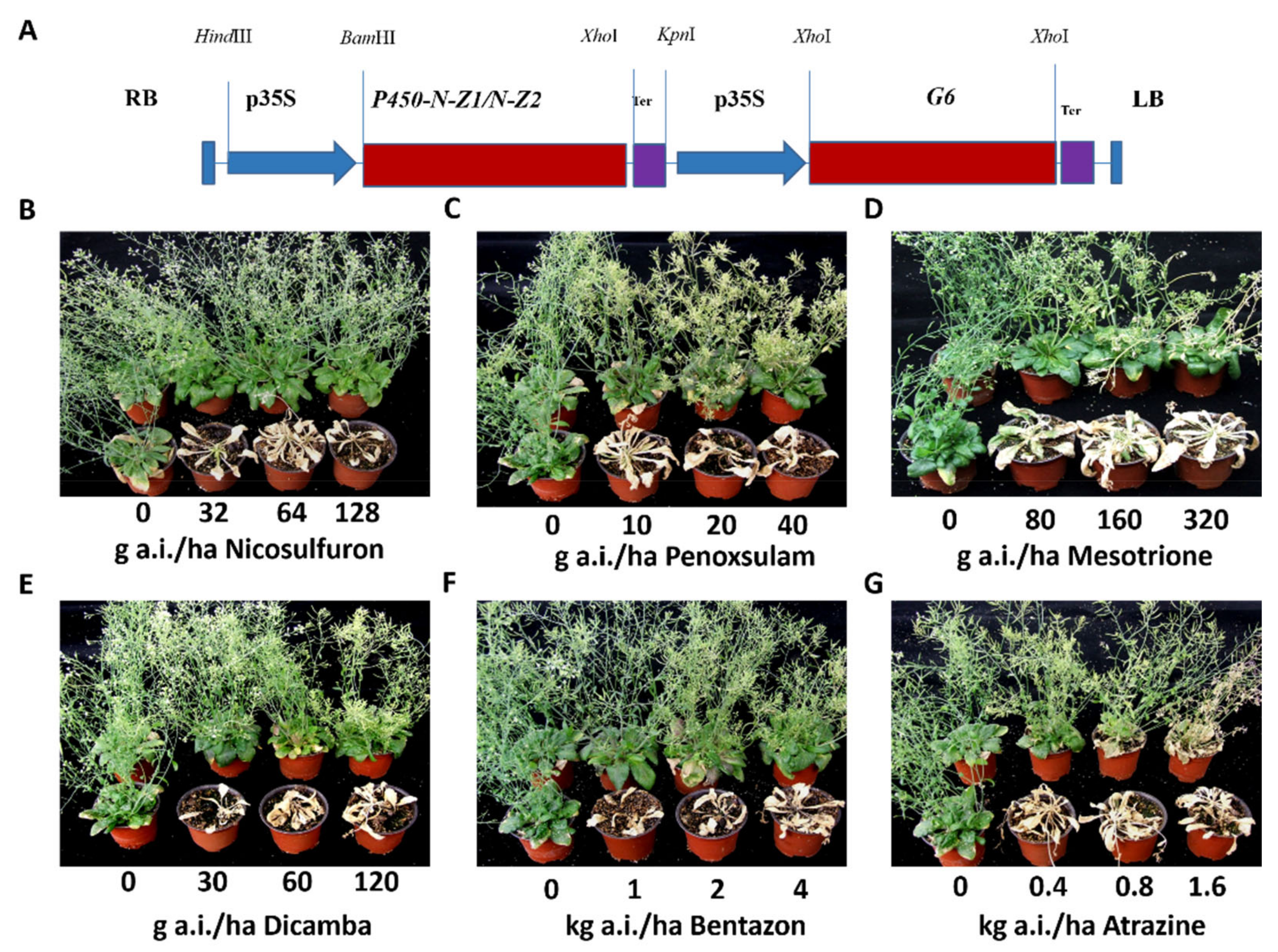 Plants 11 00949 g001 550