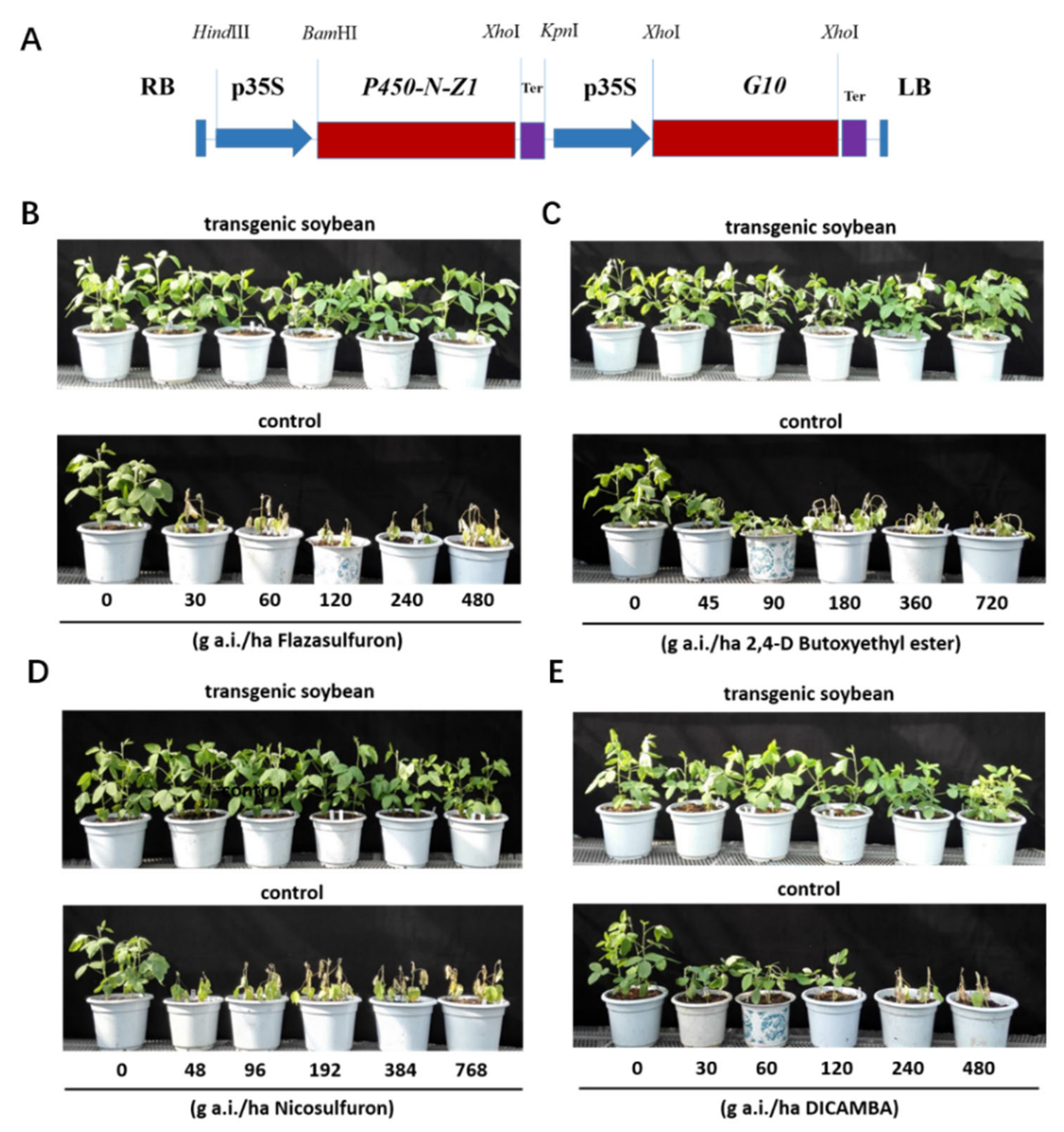 Plants 11 00949 g003 550